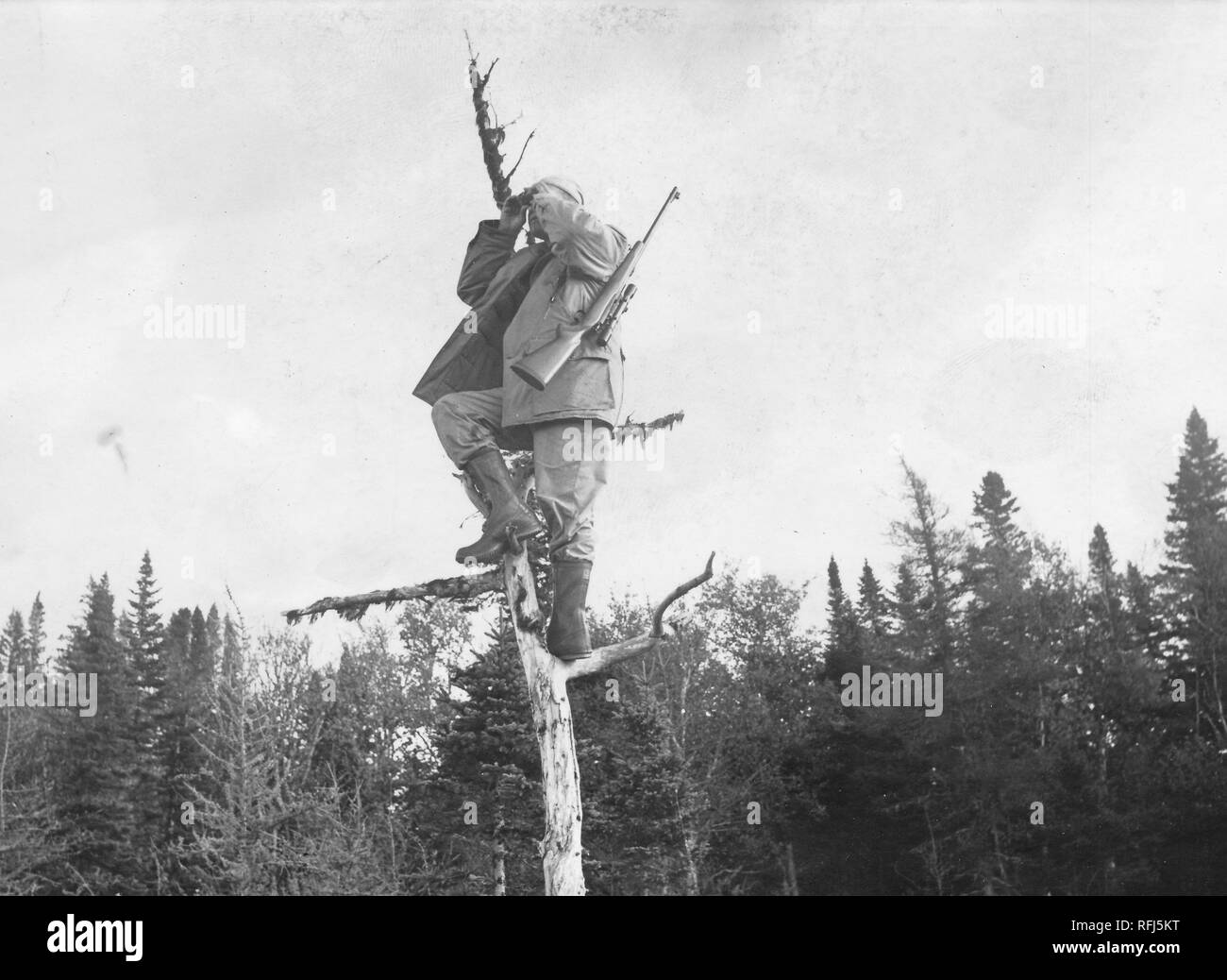 Black and white photograph, from a low angle, of a man wearing boots and a hunting jacket, with a rifle slung over one shoulder, balancing on the uppermost branches of a leafless tree, looking through a pair of binoculars, with the tops of conifers and other trees visible in the background, photographed during a hunting and fishing trip located in Alaska, USA, 1955. () Stock Photo
