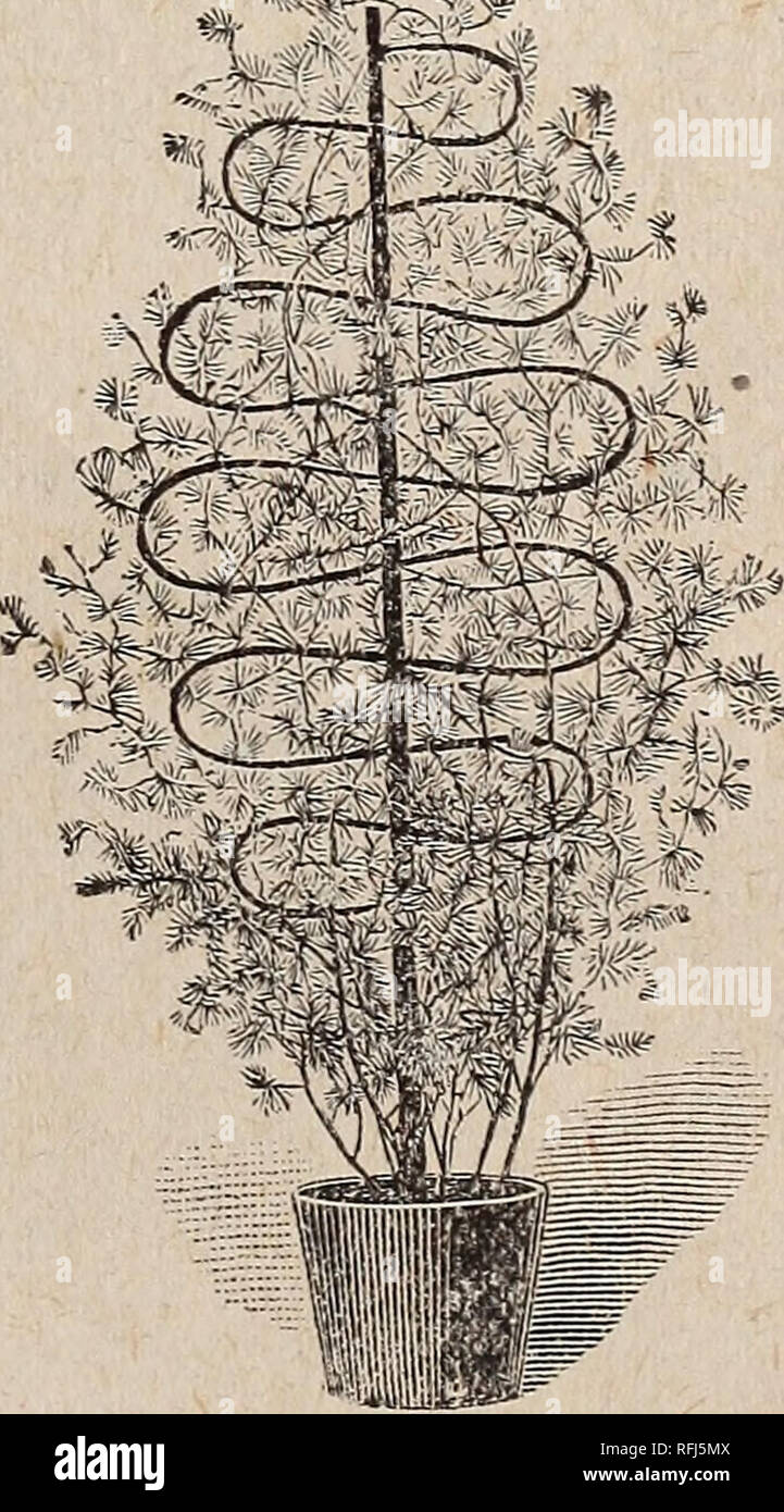 . Ribsam's manual of everything for the farm, lawn and garden. Nursery stock New Jersey Catalogs; Vegetables Seeds Catalogs; Fruit Seeds Catalogs; Flowers Seeds Catalogs; Plants, Ornamental Catalogs; Agricultural implements Catalogs. RIBSAMS' MANUAL. 37 PLANTS. General Collection of Standard Varieties. AGERATUMS. lo cents each. $i.oo per dozen. Wliite Cap.âFlowers pure white. Strong, compact grower. Mayflower.âDark blue. Dwarf. AMARYLIilS. Jolmsonli.âAn elegant pot plant, with crimson flowers. One â of the best. Price, 50c. each. ASPIDISTRA. Ornamental and attractive plants, with large, broad, Stock Photo