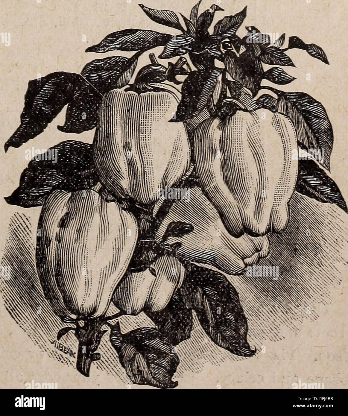 . Ribsam's manual of everything for the farm, lawn and garden. Nursery stock New Jersey Catalogs; Vegetables Seeds Catalogs; Fruit Seeds Catalogs; Flowers Seeds Catalogs; Plants, Ornamental Catalogs; Agricultural implements Catalogs. MANUAL. 23 Allan's Dwarf Telephone.—Possesses the quality of Car- ter's Telephene, except it grows half less in height; this makes it an exceptional valuable market sort. 30c. per qt.; $2.00perpk.; $7.00 per bush. Pride of the Market.—Medium height, pods large, very pro- ductive. 25c. per qt.; gi.35 per pk.; $5.00 per bush. Shropshire Hero.—A robust grower, about Stock Photo