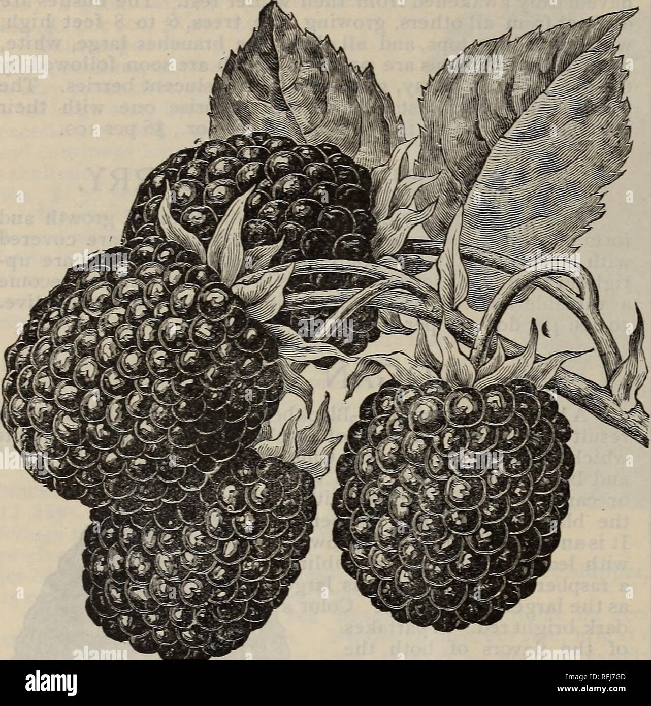 Eldorado blackberry hires stock photography and images Alamy