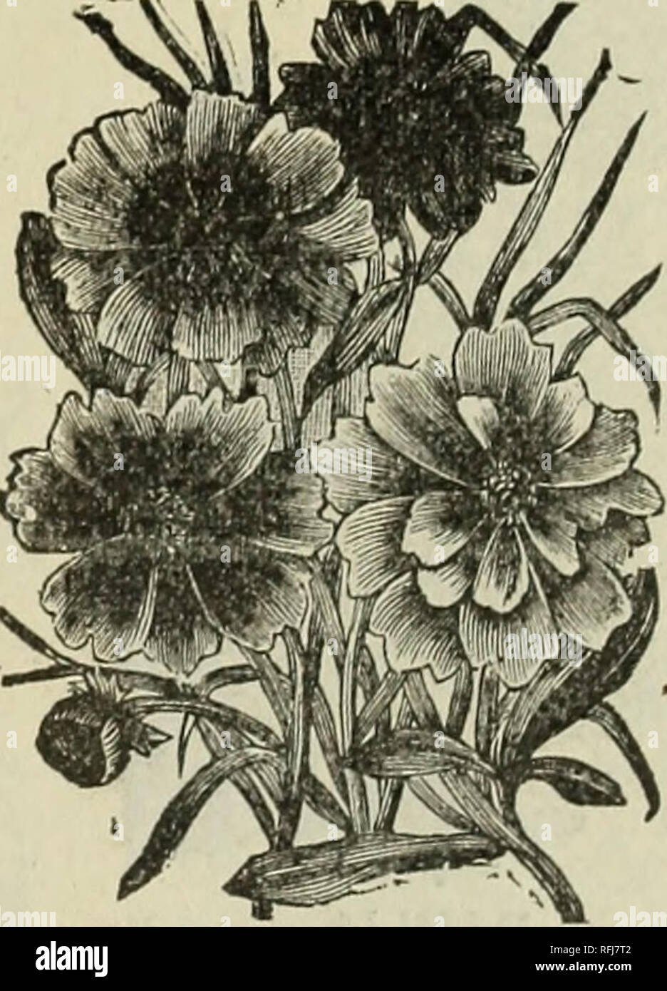 . Flowers 1900 : Crocker's flower seeds. Nursery stock Kansas Catalogs; Flowers Seeds Catalogs. CAMPANULA—Canterbury Bells. CAMPANULA. Canterbury Bells. The bell-shaped flowers of the Cam- panula, their varied and beautitul colors, combined with the strong and stately growth of the plant, have made it deserv- edly popular. Our seeds are saved from the best double flowered specimens, and will produce a fair percentage of double blooms. The Campanula blossoms are very ornamental when cut and used in bouquets with other flowers. Germinates in from 10 to 12 davs. Perennial. 8INGLE MIXED. Pkt., 200 Stock Photo