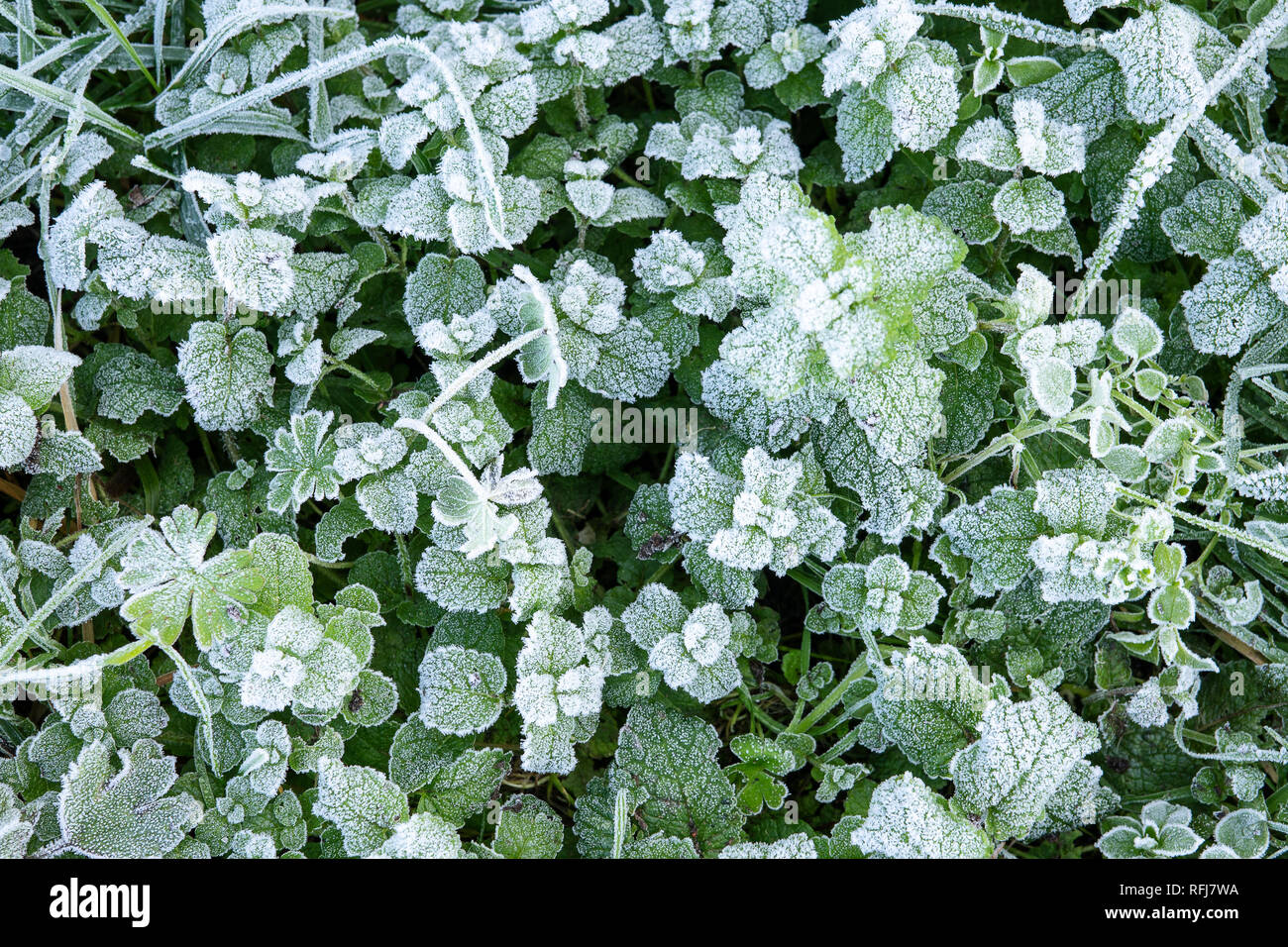 Winter nature background with leaves of wild peppermint covered with white hoar frost and ice crystal formation Stock Photo