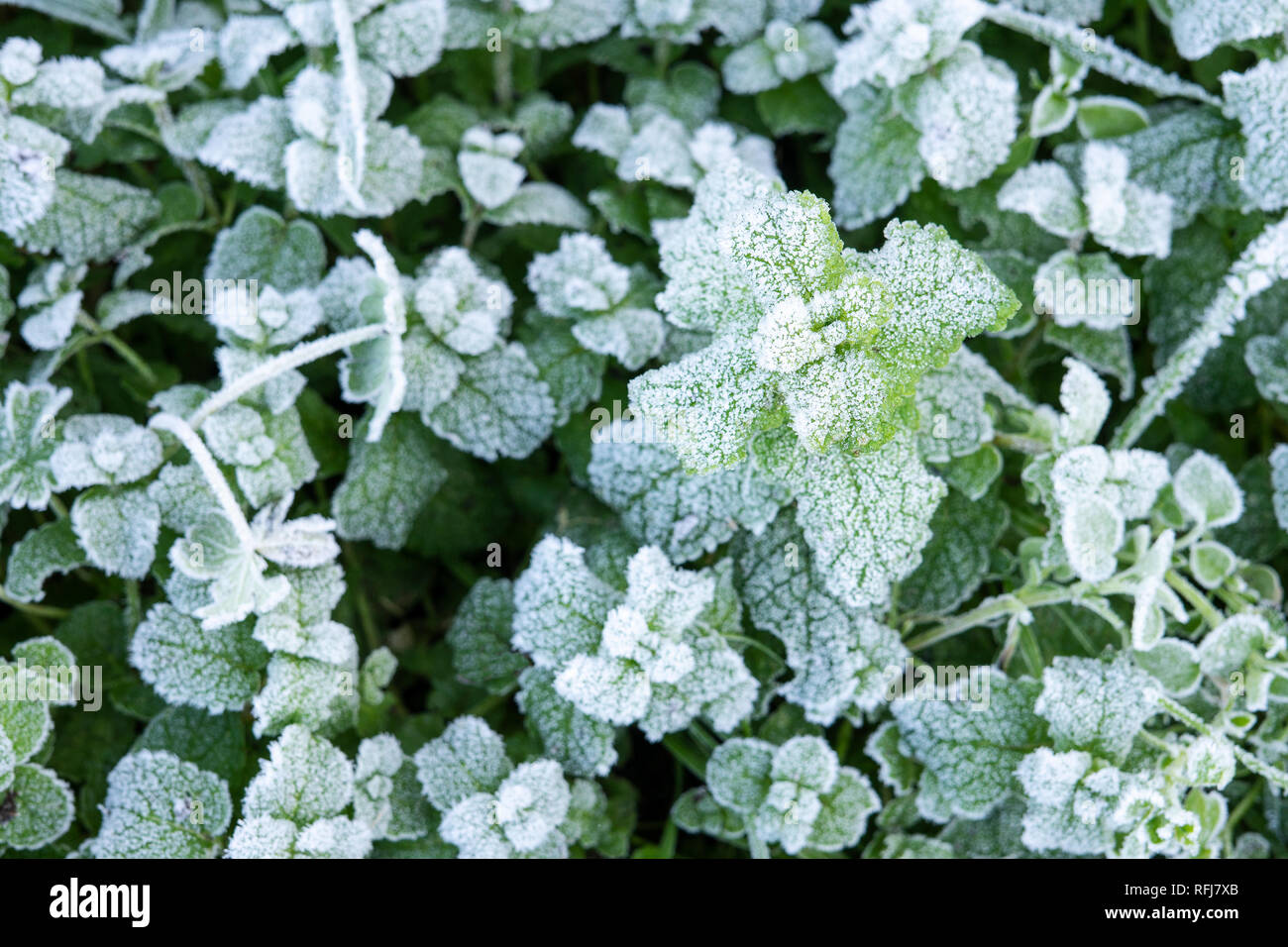 Winter nature background with leaves of wild peppermint covered with white hoar frost and ice crystal formation Stock Photo
