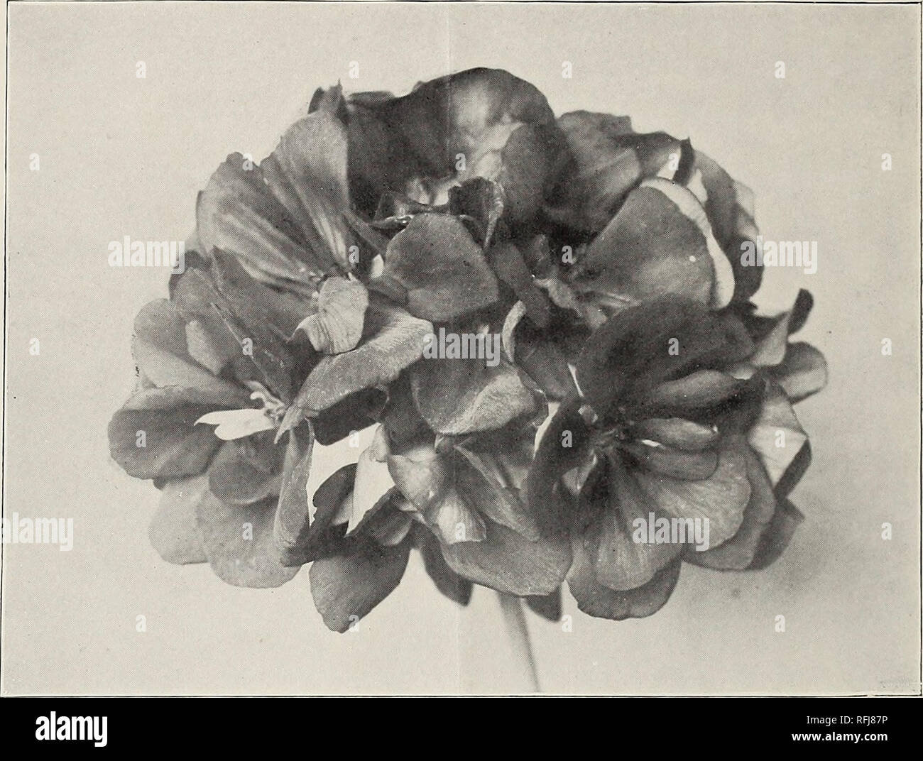 Trade Price List Nursery Stock New York State Catalogs Flowers