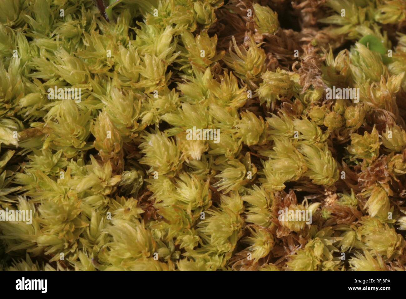 Aulacomnium palustre (a, 145051-472859) 5994. Stock Photo
