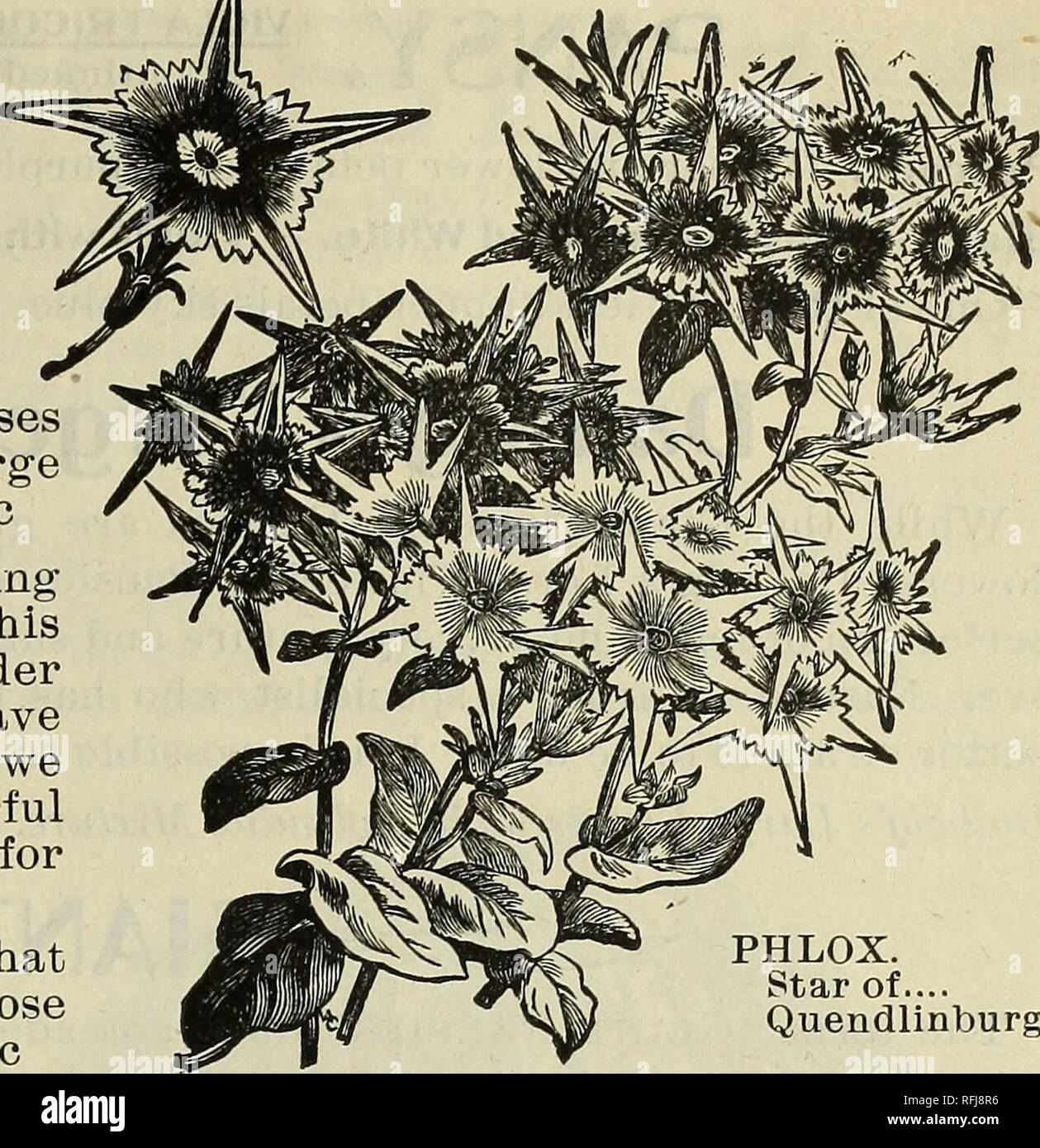. Seeds. Nursery stock Wisconsin Milwaukee Catalogs; Vegetables Seeds Catalogs; Flowers Seeds Catalogs. W. E. D ALL WIG'S SEED CATALOGUE. 41 PHLOX DRUMMONDI. POPPY. Star of Quedlinburg. Different from all other Continued. Phloxes. The center petals, which are five in number, are elongated from four to five times the length of the lateral ones. Distinct and star-like. Per packet 5c Hardy Phlox.—They are perfectly hardy and need no protection; will grow in any soil, but succeed best in deep, rich, rather moist ground. Their handsome trusses of flowers are very showy and last a long time. Best la Stock Photo