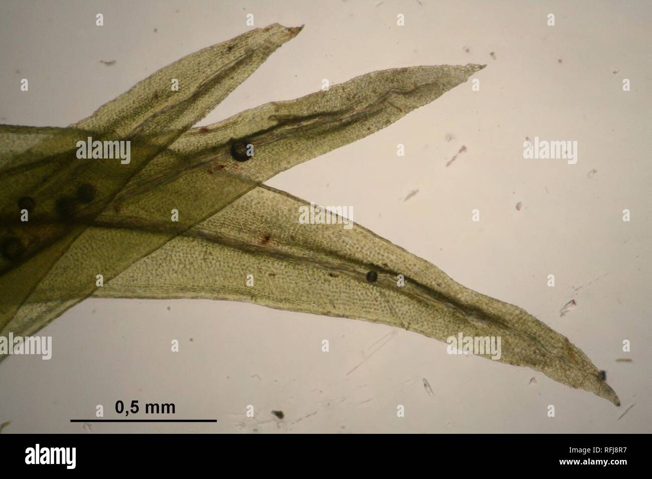 Aulacomnium palustre (b, 150136-481741) 9292. Stock Photo