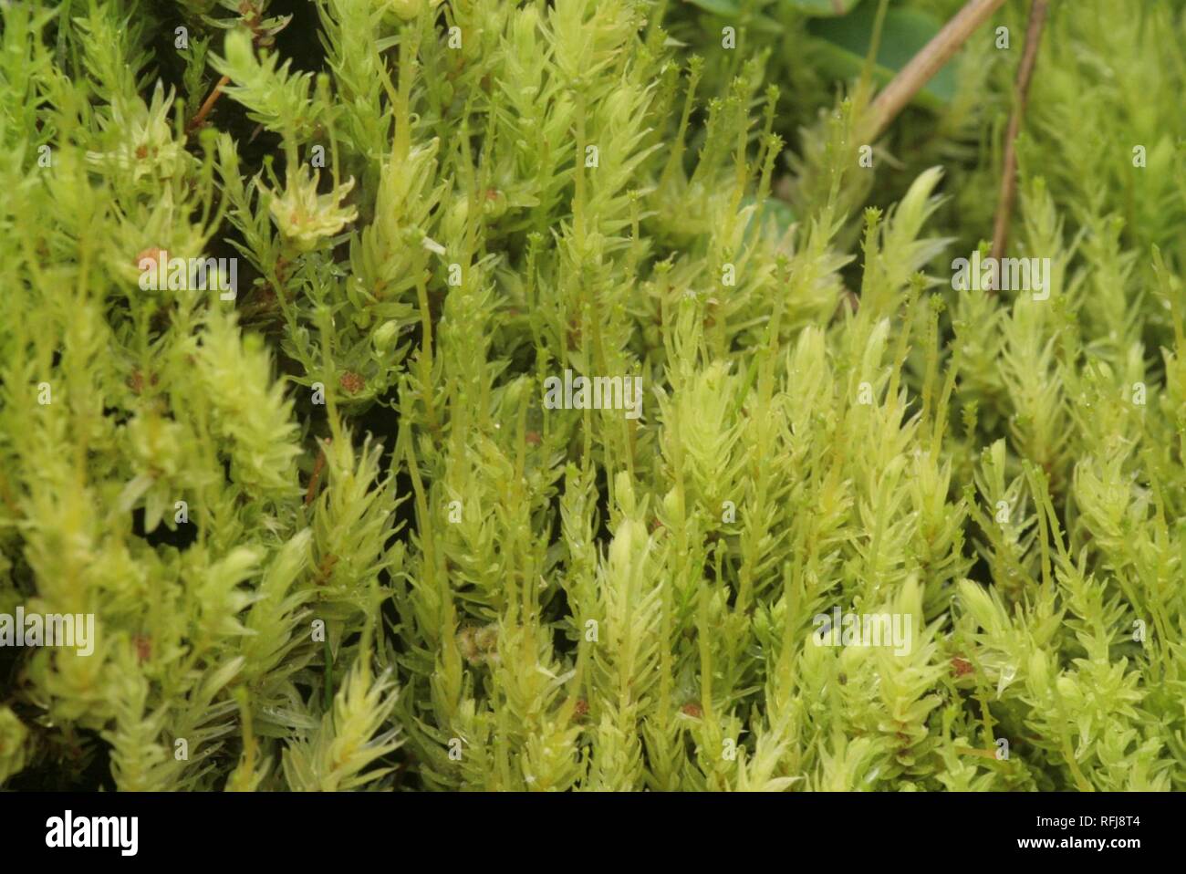 Aulacomnium palustre (e, 110108-465119) 4609. Stock Photo