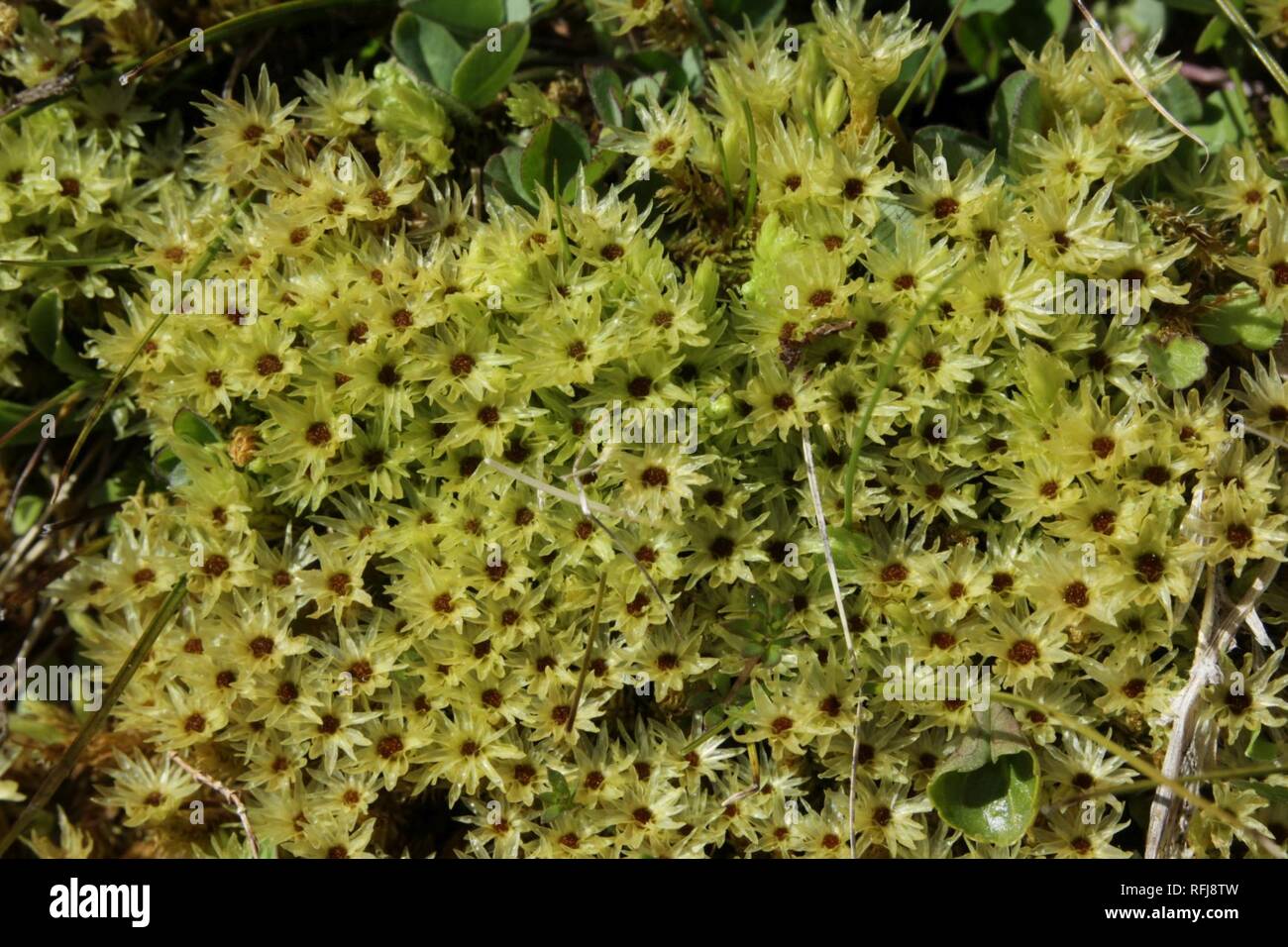Aulacomnium palustre (g, 113301-471420) 4577. Stock Photo