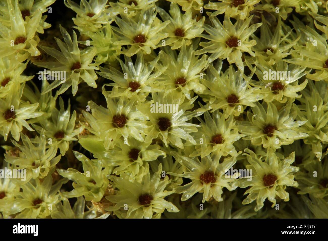 Aulacomnium palustre (g, 113301-471420) 4579. Stock Photo