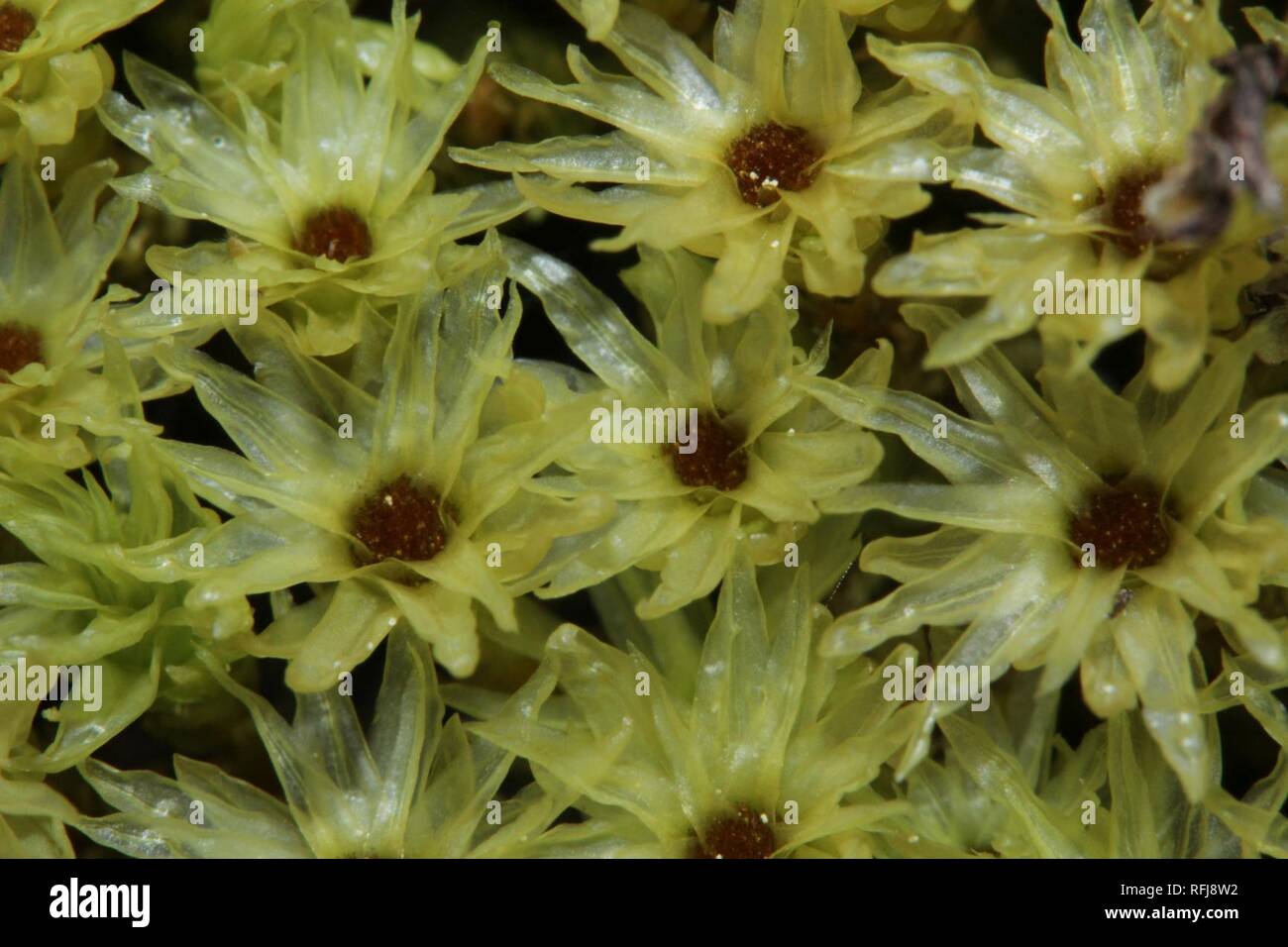 Aulacomnium palustre (g, 113301-471420) 4581. Stock Photo