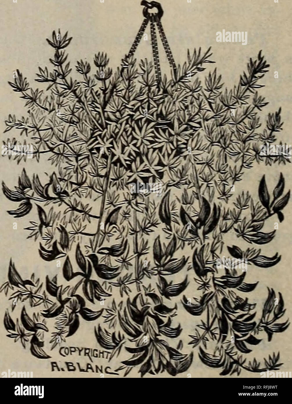 . Plants, seeds, bulbs, and flowers 28th year. Nursery stock New