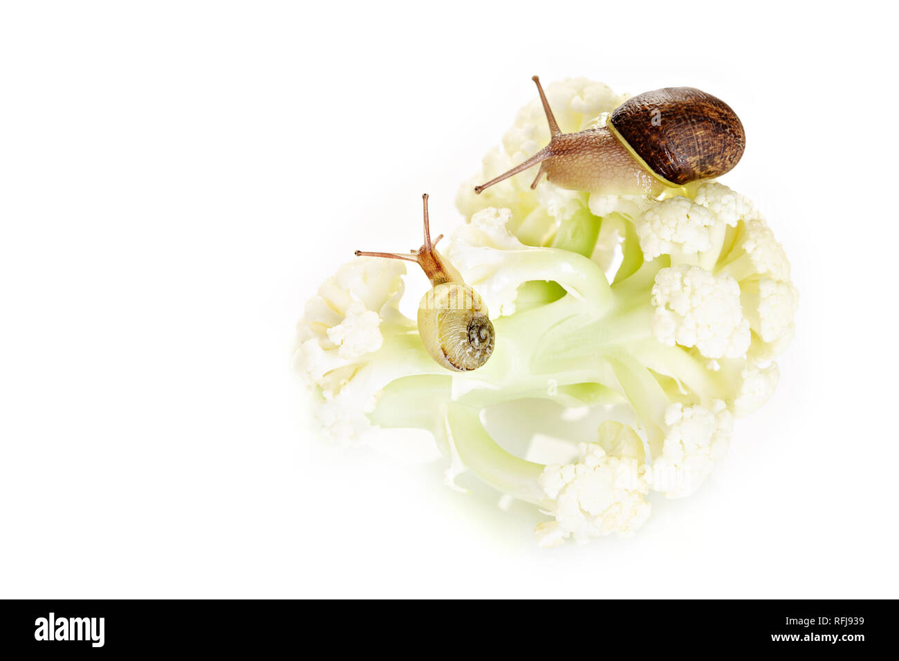 Two garden snails at a walk on cauliflower. Snail plage concept Stock Photo