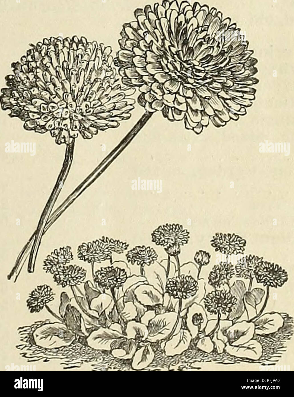 . Wholesale catalogue of seeds, bulbs and plants. Nursery stock New York (State) Catalogs; Vegetables Seeds Catalogs; Flowers Seeds Catalogs; Bulbs (Plants) Catalogs; Plants, Ornamental Catalogs. Alyssum. TrsdG PsckBt AriARANTHUS caudatus. (Love of about Lies Bleeding) .... Salicifolius (Fountain Plant) Tricolor. (Joseph's Coat) . . &quot; Splendens AnPELOPSIS Veitchii. Boston or Japanese Ivy . .$1.50 lb. ANEHONE coronaria. Mixed, hard}' perennial ANCHUSA barrelieri ANTIRRHINUn majus. Tall mixed, snap dragons .... Giant Golden Queen .... Bright scarlet Queen of the North. White . Striped, yell Stock Photo