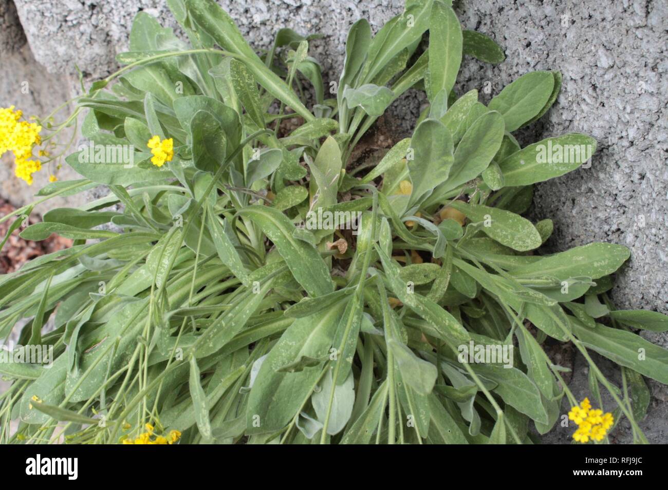 Aurinia saxatilis 12586 Stock Photo - Alamy