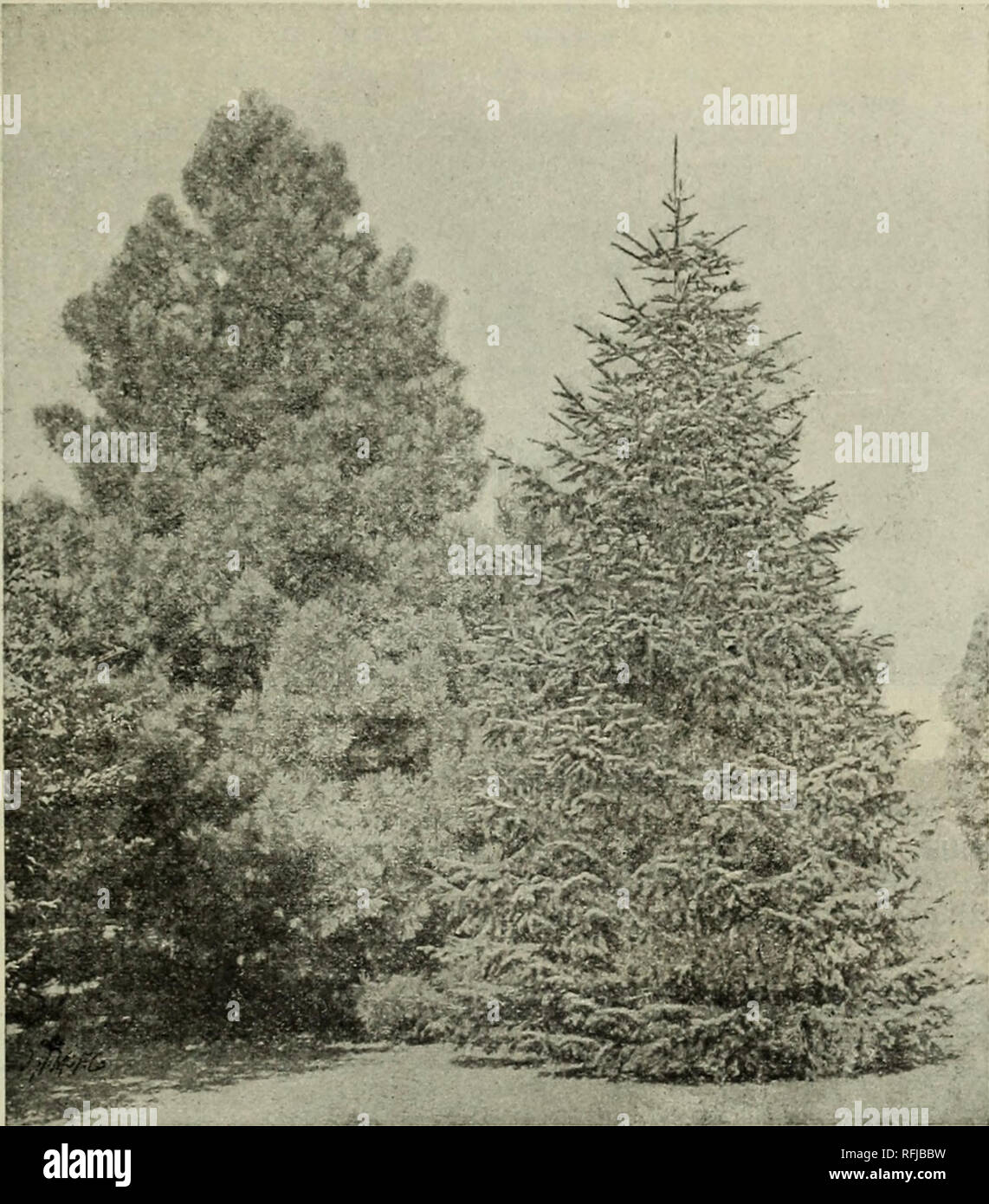 . Ornamental and fruit trees, shrubs, roses, etc.. Nurseries (Horticulture) Iowa Catalogs; Fruit trees Catalogs; Ornamental trees Catalogs; Shrubs Catalogs; Roses Catalogs. CENTRAL NURSERIES —HARDY ORNAMENTALS 45. Scotch Pine (Regia). Norway Spruce. PINES. 44 Bull Pine&quot; of Colorado (Pinus ponderosa). Heavy-wooded Pine ; a rapid grower, forming a tree of great size. Bark reddish and foliage longer and coarser than the Red or Norway Pine. A valuable tree for the west and north- west. Dwarf Mountain Pine (Pinus Mon- tana). A beautiful little tree or bush ; foliage very dense, and of a rich,  Stock Photo