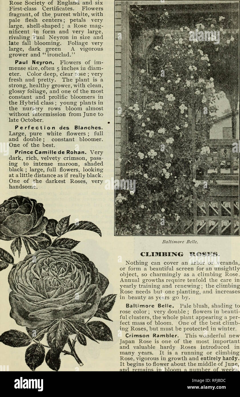 . Ornamental and fruit trees, shrubs, roses, etc.. Nurseries (Horticulture) Iowa Catalogs; Fruit trees Catalogs; Ornamental trees Catalogs; Shrubs Catalogs; Roses Catalogs. CENTRAL NURSERIES —HARDY ORNAMENTALS 41 Rose Society of England and six First-class Certificates. Flowers fragrant, of the purest white, with pale flesh centers; petals very large, shell-shaped ; a Rose mag- nificent in form and very large, rivaling Paul Neyron in size and late fall blooming. Foliage very large, dark green A vigorous grower and &quot;ironclad.&quot; Paul Neyron. Flowers of im- mense size, often 5 inches in  Stock Photo