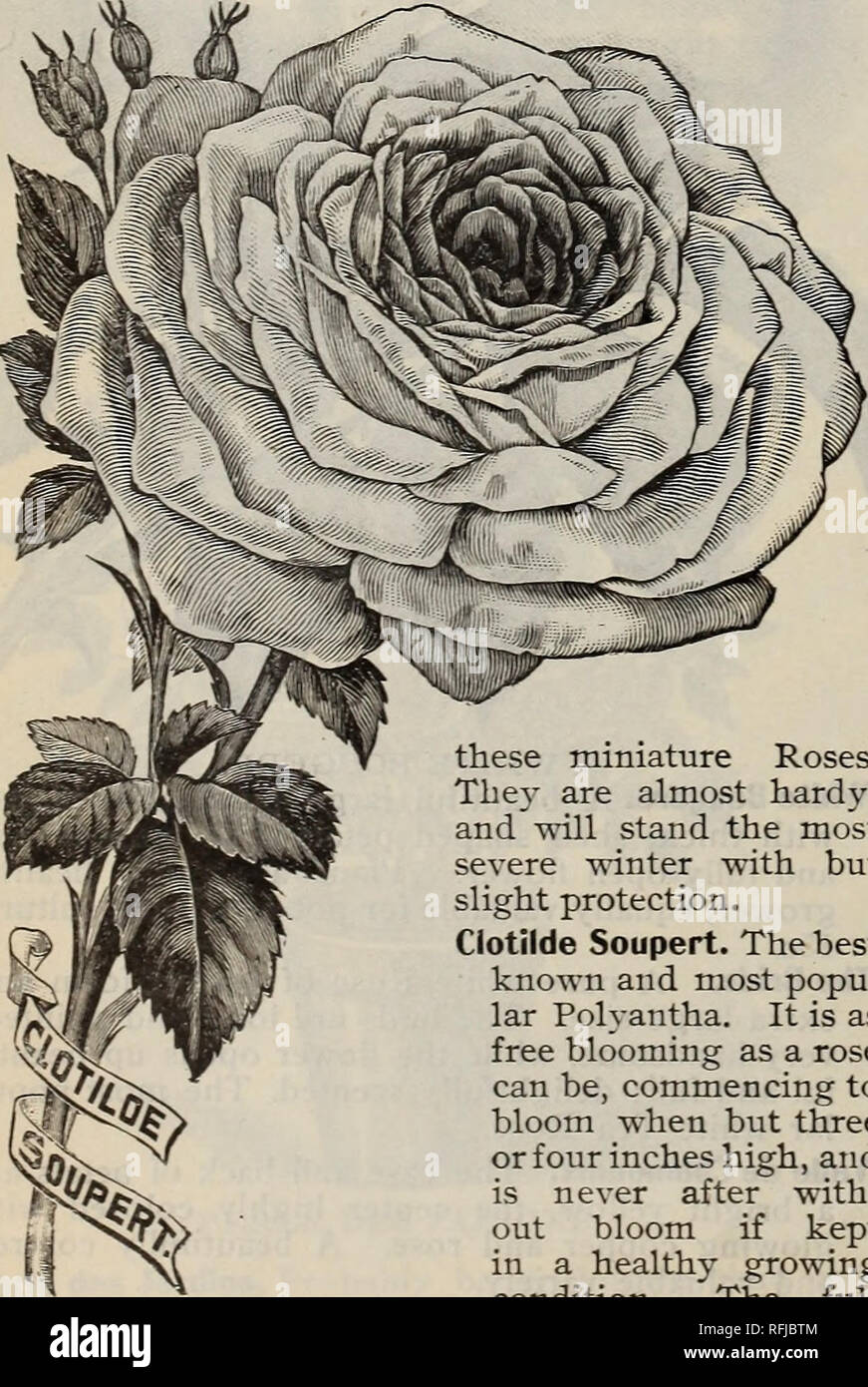 . Spring 1899. Nursery stock Ohio Catalogs; Vegetables Seeds Catalogs; Flowers Catalogs; Bulbs (Plants) Catalogs; Plants, Ornamental Catalogs; Fruit trees Seedlings Catalogs; Fruit Catalogs. The Queen. A beautiful, pure white, free-blooming Tea Rose, producing an abundance of well formed buds and flowers the entire blooming season. Unless noted, 10c. each; our selection, all labeled, $1.00 for 20; $5.00 for 100, POLYANTHA OR FAIRY ROSES. The most profuse blooming class of Roses grown. They bloom in clusters of such size as to make the whole plant appear like a bouquet. If you wish continual bl Stock Photo
