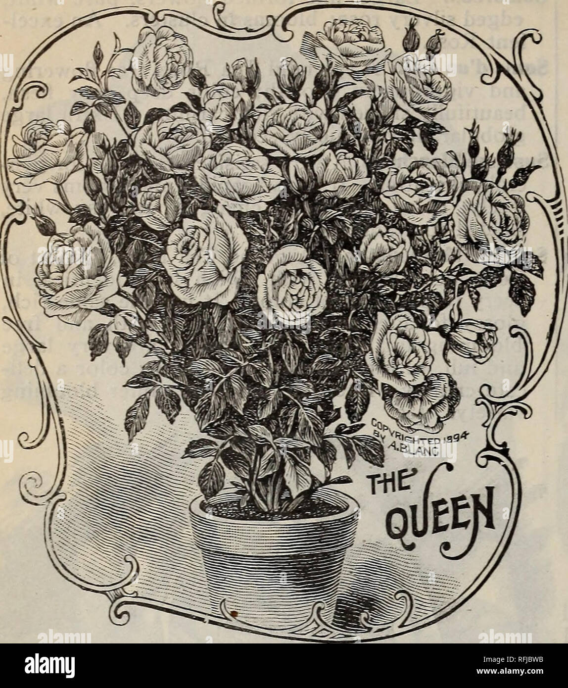 . Spring 1899. Nursery stock Ohio Catalogs; Vegetables Seeds Catalogs; Flowers Catalogs; Bulbs (Plants) Catalogs; Plants, Ornamental Catalogs; Fruit trees Seedlings Catalogs; Fruit Catalogs. i08 THE STORRS &amp; HARRISON CO.'S CATALOGUE. The Queen. A beautiful, pure white, free-blooming Tea Rose, producing an abundance of well formed buds and flowers the entire blooming season. Unless noted, 10c. each; our selection, all labeled, $1.00 for 20; $5.00 for 100, POLYANTHA OR FAIRY ROSES. The most profuse blooming class of Roses grown. They bloom in clusters of such size as to make the whole plant  Stock Photo