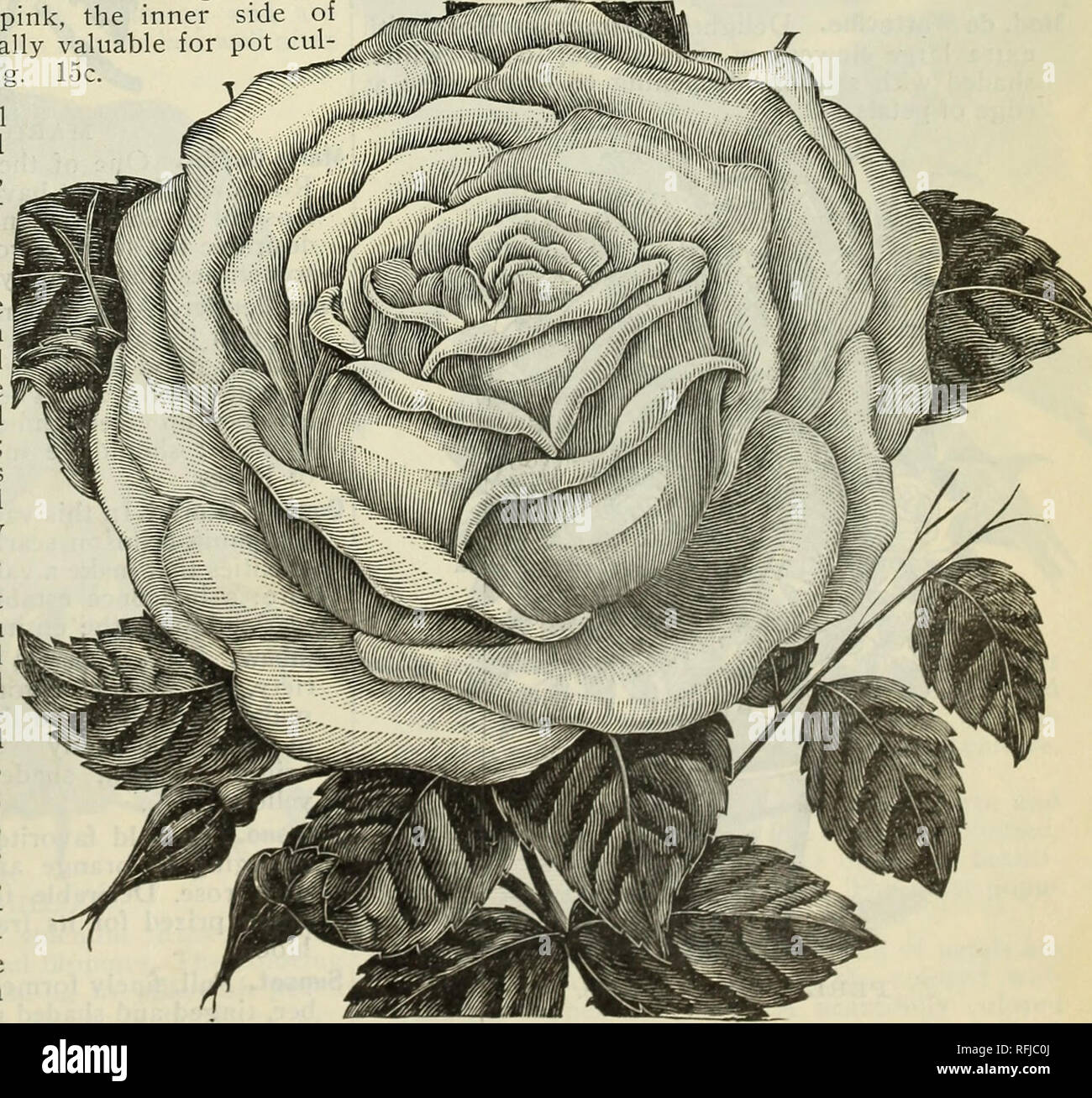 . Spring 1899. Nursery stock Ohio Catalogs; Vegetables Seeds Catalogs; Flowers Catalogs; Bulbs (Plants) Catalogs; Plants, Ornamental Catalogs; Fruit trees Seedlings Catalogs; Fruit Catalogs. MAMAN COCHET. Mad Jos. Schwartz. One of the most hardy Tea Roses and particularly adapted for open-ground planting. It produces its bloom in great profusion; color, white, beautifully flushed with pink. Mad. Welche. Color beautiful amber yellow, deep- ening to coppery yellow at the center, delicaLely tinged and shaded with dark orange red; flowers extra large globular form, very double and full. Marion Din Stock Photo