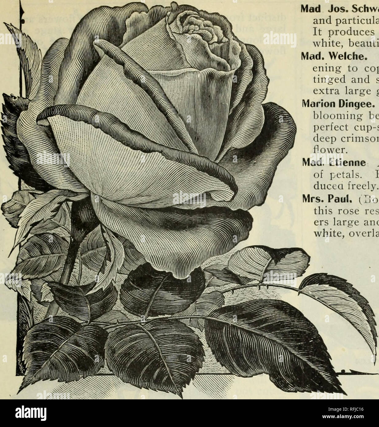 . Spring 1899. Nursery stock Ohio Catalogs; Vegetables Seeds Catalogs; Flowers Catalogs; Bulbs (Plants) Catalogs; Plants, Ornamental Catalogs; Fruit trees Seedlings Catalogs; Fruit Catalogs. ROSES. 105. MAMAN COCHET. Mad Jos. Schwartz. One of the most hardy Tea Roses and particularly adapted for open-ground planting. It produces its bloom in great profusion; color, white, beautifully flushed with pink. Mad. Welche. Color beautiful amber yellow, deep- ening to coppery yellow at the center, delicaLely tinged and shaded with dark orange red; flowers extra large globular form, very double and full Stock Photo