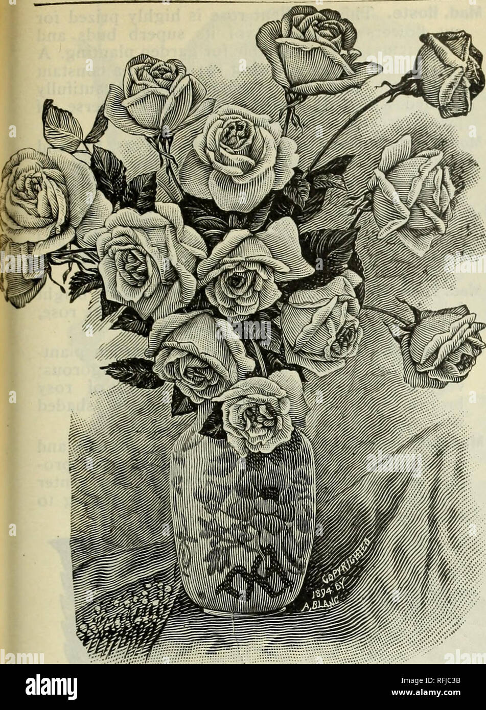 Spring 1899. Nursery stock Ohio Catalogs; Vegetables Seeds Catalogs;  Flowers Catalogs; Bulbs (Plants) Catalogs; Plants, Ornamental Catalogs;  Fruit trees Seedlings Catalogs; Fruit Catalogs. ROSES. 103. Elise Heymann.  Light yellow, shaded with