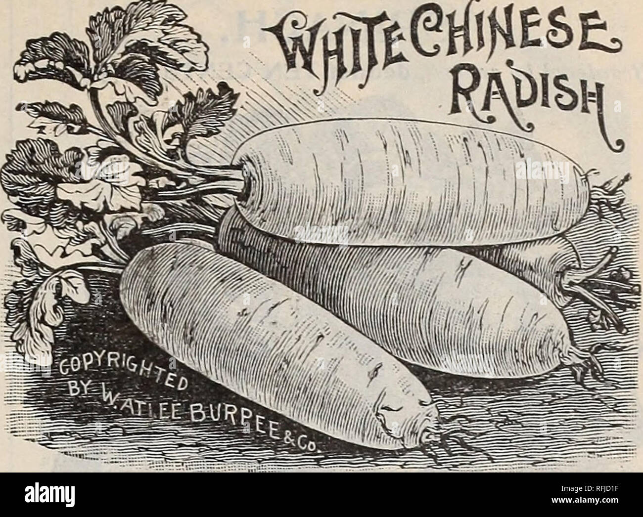 . Burpee's farm annual for 1900. Nursery stock Pennsylvania Philadelphia Catalogs; Vegetables Seeds Catalogs; Flowers Seeds Catalogs; Bulbs (Plants) Catalogs. RADISH—Winter Varieties, These are of two distinct types. The European varieties are very solid, crisp, and pungent, and can be kept in tine, fresh condition all winter by digging them late in the fall and storing in boxes of moist earth in cool cellar. The Chinese varieties grow to a very large size, are crisp, mild,very juicy, and refreshing ; these are fine for the fall markets, but do not keep so well during the winter. As these late Stock Photo