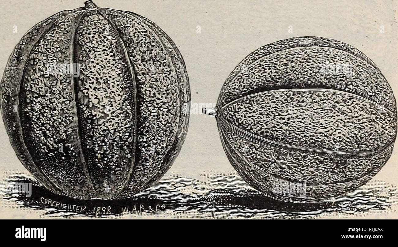 . Burpee's seeds that grow for 1900 : wholesale catalogue for market gardeners, florists, and farmers' clubs. Nursery stock Pennsylvania Philadelphia Catalogs; Vegetables Seeds Catalogs; Flowers Seeds Catalogs; Plants, Ornamental Catalogs. Musk Melon,—&quot;PAUL ROSE,&quot; or Petoskey. This new Melon is the result of careful cross-breeding and selection by Mr. Paul Rose, and for the past two seasons has held a leading place in the Chicago markets. It combines the size, shape, and shipping qualities of Burpee's Netted Gem with the rich orange color and fine quality of our Emerald Gem. These me Stock Photo