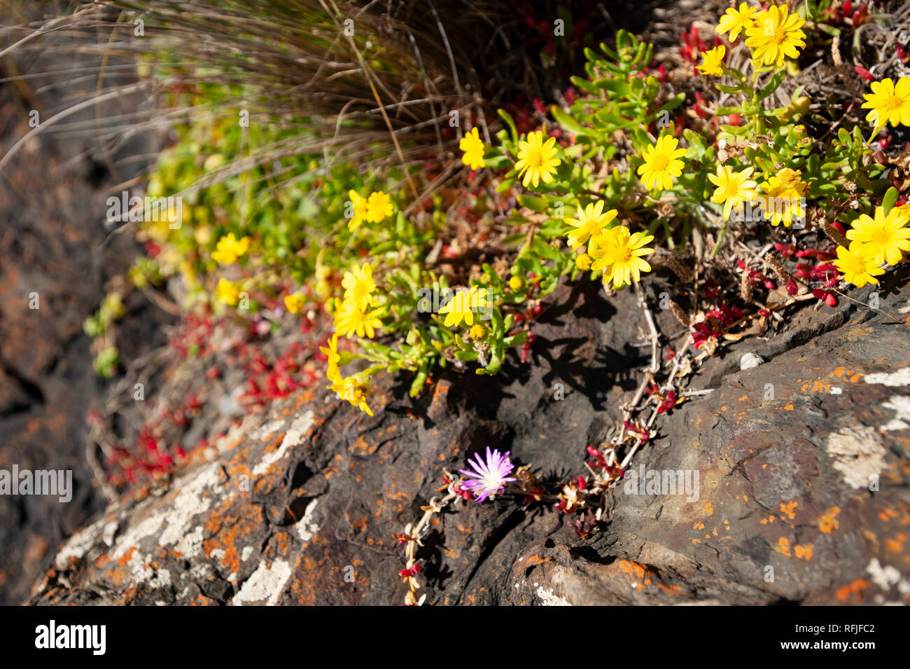 Coastal vegetation, Tasmania, Australia Stock Photo