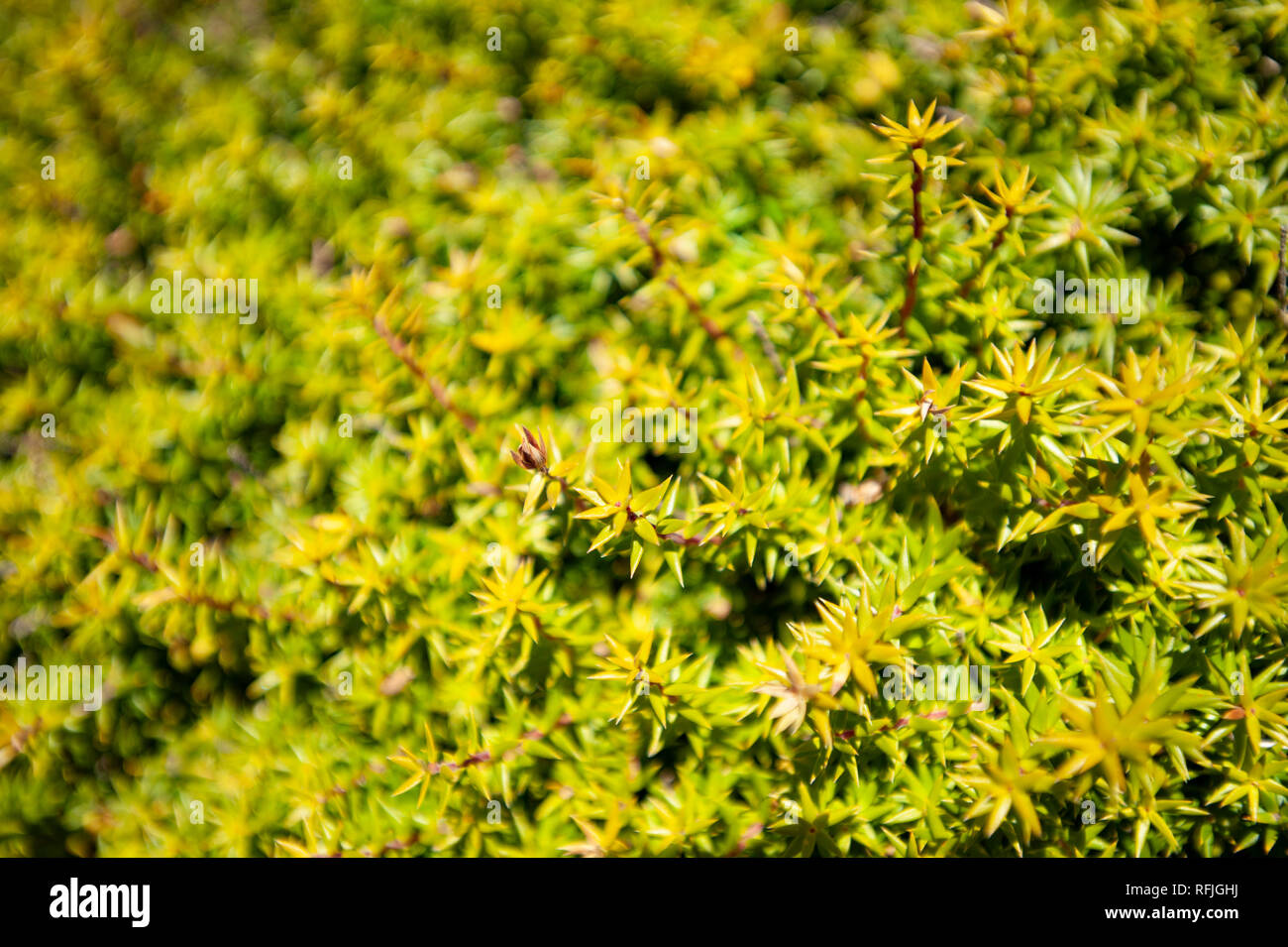 Coastal vegetation, Tasmania, Australia Stock Photo