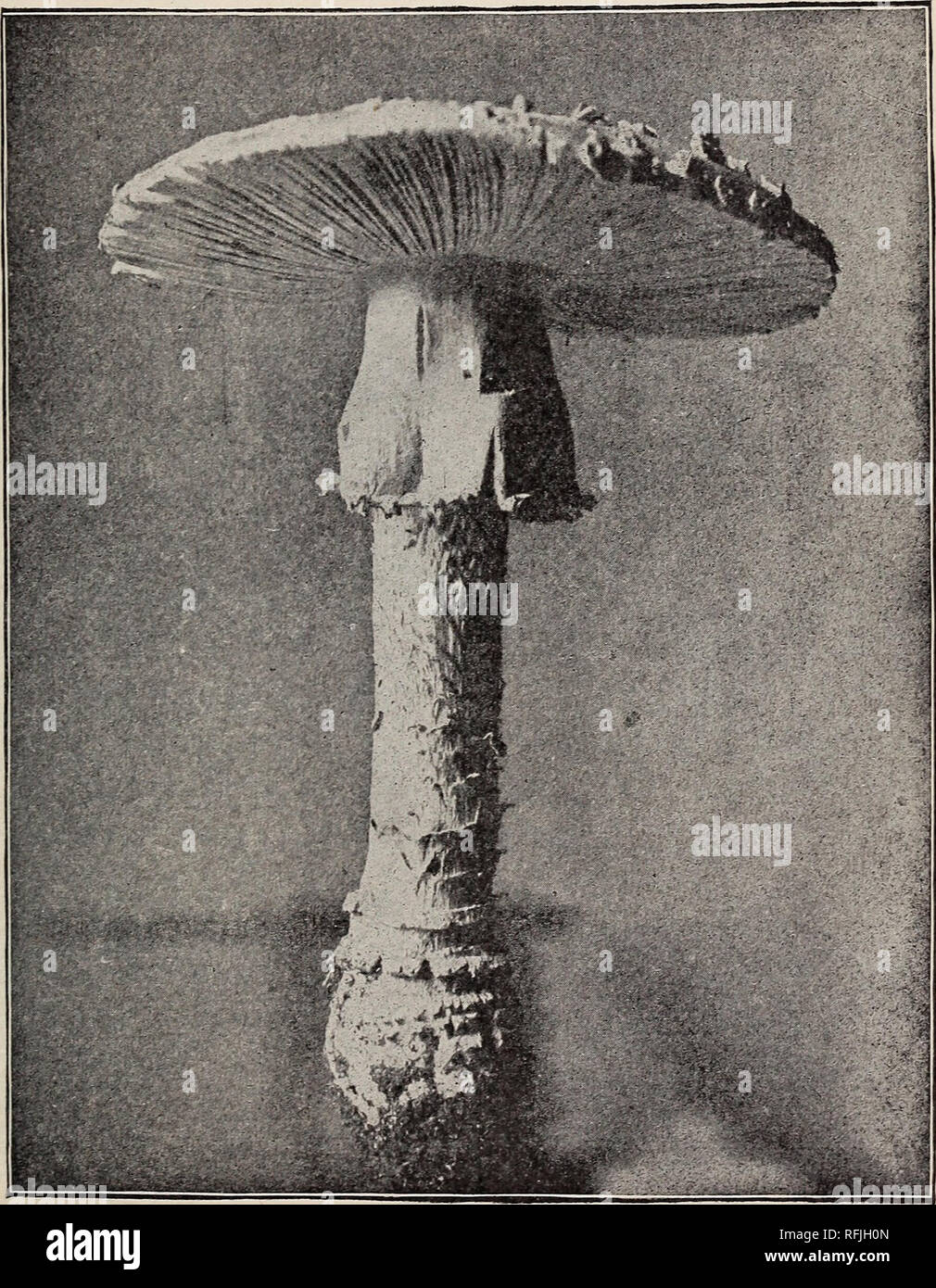 . Observations on recent cases of mushroom poisoning in the District of Columbia. 15 THE FLY AMANITA (POISONOUS). Amanita muscaria (L.) Pers. Fig. 18 shows a fully developed specimen of the fly amanita, the commonest of the poisonous mushrooms of the District of Columbia. Fig. 19 shows another specimen in a different position, and fig. 20 a top view of its cap. The points especially to be noted are the bulbous enlargement at the base of the stem, breaking into thick scales above, the very broad drooping ring near the top of the stem, and. Fig. 19.—Fly amanita, Amanita muscaria. Poisonous. One- Stock Photo