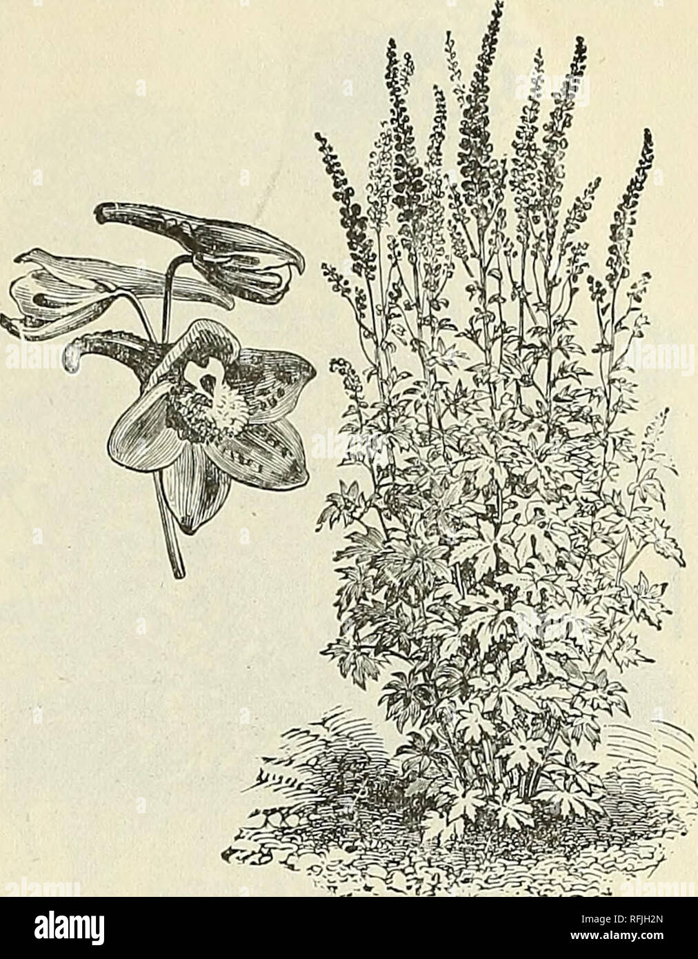 . High grade vegetable and flower and seeds, 1899. Nursery stock New York (State) New York Catalogs; Flowers Catalogs; Bulbs (Plants) Catalogs; Plants, Ornamental Catalogs; Gardening Equipment and supplies Catalogs. Delphinium. DELPHINIUM. (Perennial Larkspur.) Magnificent border plants with gorgeous spikes of bloom, varying in shades from the most delicate white to the richest blue. The taller varieties are best for shrubberies, and the dwarf sorts for beds. Hardy perennial. Brunonianum. Beautiful bushy plant with blue flowers, l erpkt., 5c. Nudicaule. Fine dwarf scarlet variety, 1% ft. Per p Stock Photo