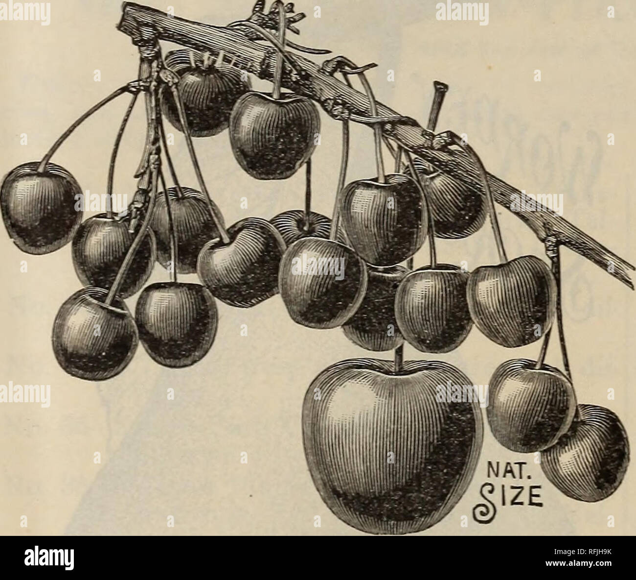 . Spring 1899. Nursery stock Ohio Catalogs; Vegetables Seeds Catalogs