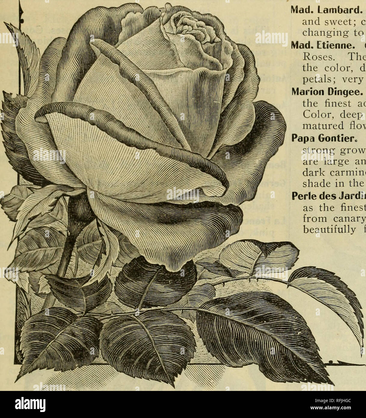 Spring 1899. Nursery stock Ohio Catalogs; Vegetables Seeds Catalogs;  Flowers Catalogs; Bulbs (Plants) Catalogs; Plants, Ornamental Catalogs;  Fruit trees Seedlings Catalogs; Fruit Catalogs. ROSES. 39. MAM AN COCHET,  Maman Cochet. A