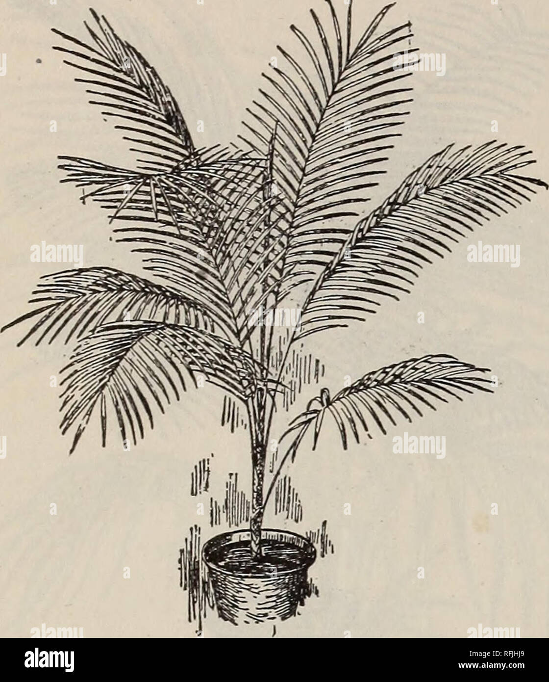 . High grade 1899 bulbs &amp; seeds for fall planting. Nursery stock New York (State) New York Catalogs; Flowers Catalogs; Bulbs (Plants) Catalogs; Plants, Ornamental Catalogs; Gardening Equipment and supplies Catalogs. 30 STUMPP &amp; WALTER CO.'S BULB CATALOGUE. PALMS AND DECORATIVE PLANTS-Continued. Cocos Weddeliana. Plumosus Nanus (Climbing Lace Fern.) Bright green leaves, gracefully arched, and as finely woven as silken mesh, retaining their fresh- ness for weeks when cut. 30c. each, $3.00 per doz. Tenuissimus. Very fine filmy foliage. A hand-ome climbing plant for the win- dow. 15c. each Stock Photo