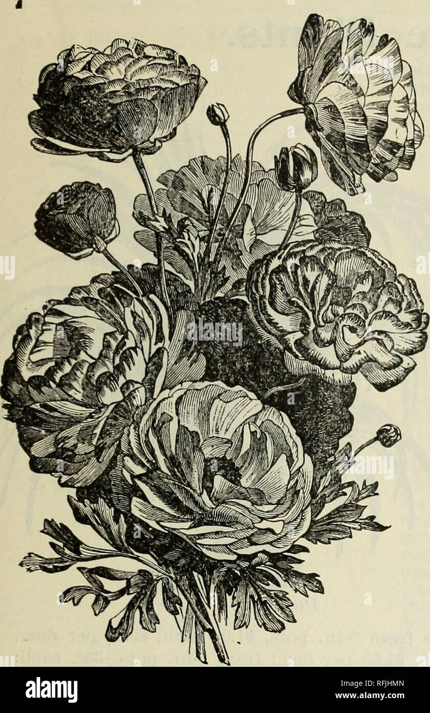 . High grade 1899 bulbs &amp; seeds for fall planting. Nursery stock New York (State) New York Catalogs; Flowers Catalogs; Bulbs (Plants) Catalogs; Plants, Ornamental Catalogs; Gardening Equipment and supplies Catalogs. STUMPP &amp; WALTER CO.'S BULB CATALOGUE. 27. Ranunculus. RANUNCULUS. Very charming dwarf flowering bulbs, of various bright and attrac- tive colors. Plant late in the autumn, about three inches deep and pro- tect by straw or leaves. Each Per doz. Per mo French mixed $0 05 $0 30 $1 00 Persian mixed 05 30 1 00 Turban mixed, hardiest sort 05 30 1 00 ORNITHOGALUM ARABICUM. (STAR O Stock Photo