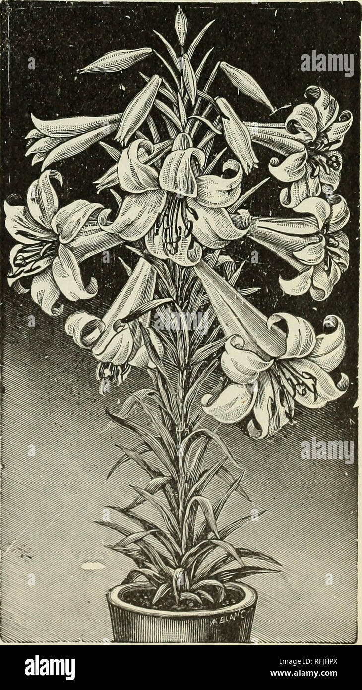 . High grade 1899 bulbs &amp; seeds for fall planting. Nursery stock New York (State) New York Catalogs; Flowers Catalogs; Bulbs (Plants) Catalogs; Plants, Ornamental Catalogs; Gardening Equipment and supplies Catalogs. light 50c; Chalc3donicum. Each, 15c. ; per doz., $8.50. Colchicum, citron, black spots. Ea. 85c. Elegans Erectum (Thunbergianum or Umbellatum), or- ange, spotted scar- let. Each, 15 cts. : per doz., $1.50. Speciosum Album (Lancifolium), white. Each size, each, 30c. ; doz., -t3.00. Speciosum Praecox, white. Each, 20c.; doz. 30c.; doz., &gt;3.00. Speciosum Roseum. rose. Each, 15c Stock Photo