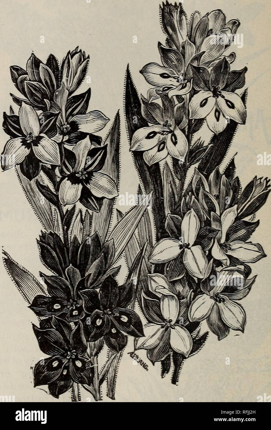 . High grade 1899 bulbs &amp; seeds for fall planting. Nursery stock New York (State) New York Catalogs; Flowers Catalogs; Bulbs (Plants) Catalogs; Plants, Ornamental Catalogs; Gardening Equipment and supplies Catalogs. ber of years without being disturbed. Recurvata. Flowers bright scarlet and lightly spotted with yellow. Each, 10c.; per doz., $1.00. Meleagris. Various colors, mixed; each, Babianas. 5c.; per doz., 30c. Aurea. Flowers large golden-yellow, with black-brown spots. Each, 10 cts. per doz., $1.25. BABIANA. Ghionodoxa. A genus of Cape plants bearing very showy flowers of various col Stock Photo