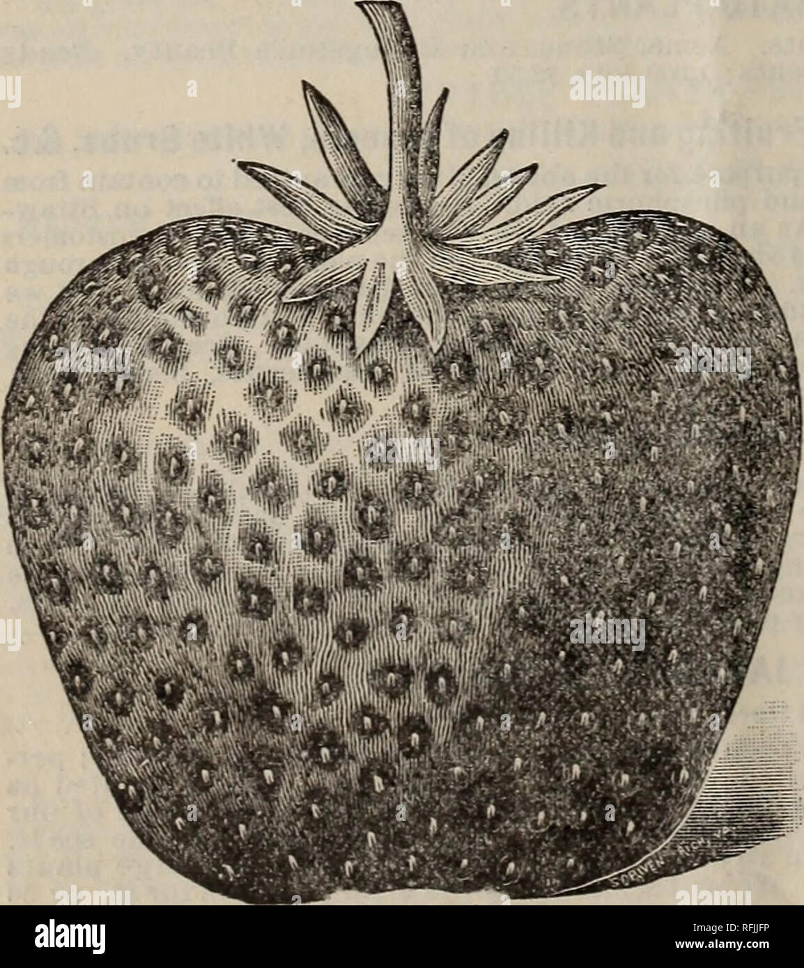 . Our twelfth annual wholesale catalogue for 1899 of strawberries, grapes, etc., etc.. Nursery stock Virginia Catalogs; Strawberries Catalogs; Grapes Catalogs; Fruit Catalogs. . Please note that these images are extracted from scanned page images that may have been digitally enhanced for readability - coloration and appearance of these illustrations may not perfectly resemble the original work.. Thompson's Sons; Henry G. Gilbert Nursery and Seed Trade Catalog Collection. Rio Vista, Va. : Thompson's Sons Stock Photo