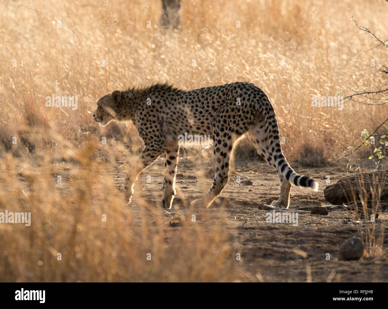 Cheetah (Acinonyx jubatus) Stock Photo