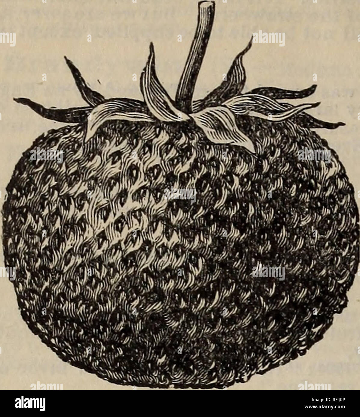 . Our twelfth annual wholesale catalogue for 1899 of strawberries, grapes, etc., etc.. Nursery stock Virginia Catalogs; Strawberries Catalogs; Grapes Catalogs; Fruit Catalogs. 10 Oh, have you heard the latest craze The berry has come that all should raise; Its time is not brief, it has come to stay, Then send in your orders without further delay. Oh Earliest. Oh Earliest, the glory of the day, Your time is not limited, you surely have come to stay. Your luxuriant growth and foliage so green, Not tarnished by rust, we have never seen A plant so early, Oh that is the sound Whose large clusters c Stock Photo