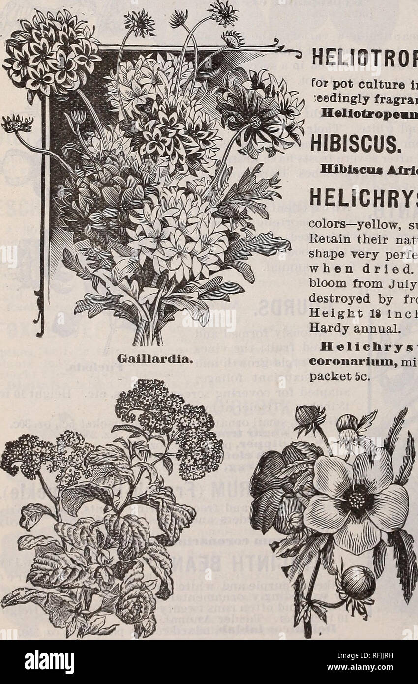 . Price list and descriptive catalogue. Nursery stock Kansas Lawrence Catalogs; Vegetables Seeds Catalogs; Flowers Seeds Catalogs; Grasses Seeds Catalogs; Fruit Seedlings Catalogs; Trees Seedlings Catalogs. Geraniums. HELiCHRYSUM. HELIOTROPE. A well-known popular greenhouse plant, fine for bedding, vases or baskets, and exquisite ror pot culture in winter. Flowers purple, borne in trusses, and ex- ceedingly fragrant. Height 1 foot. Half hardy perennial. H«llotrope«m, mixed colors, packet 10c. HIBISCUS. A showy» hardy annual, cream color, with rich brown color. Height 2 feet. Hibiscus Africanus Stock Photo