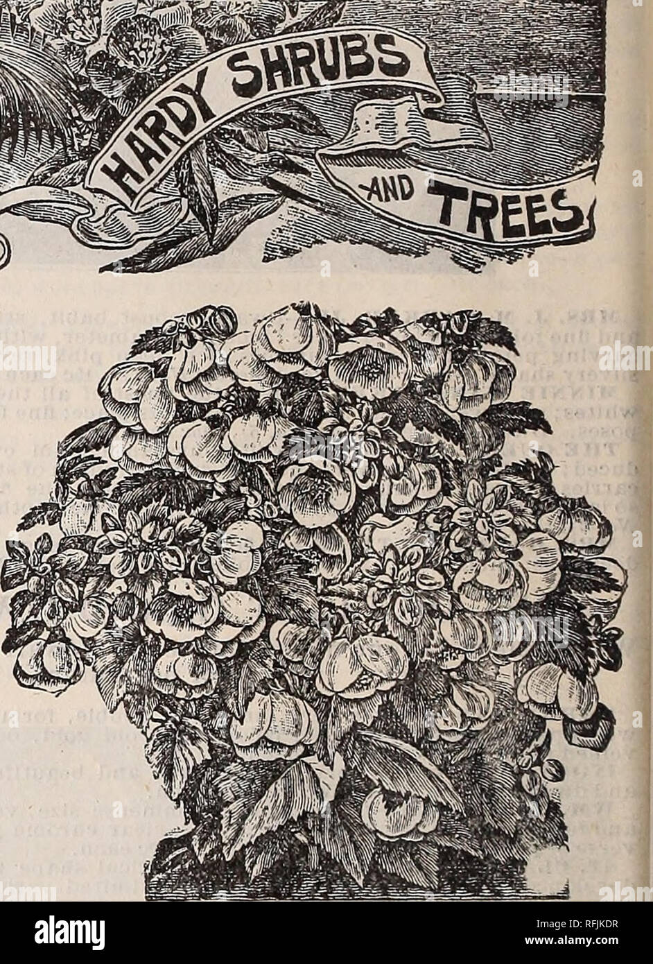 . Spring catalogue : 1899. Nurseries (Horticulture) Missouri Saint Louis Catalogs; Bulbs (Plants) Catalogs; Flowers Catalogs; Vegetables Seeds Catalogs; Plants, Ornamental Catalogs; Fruit Catalogs. New Abuiilun—Uuiueu i&gt;tim. CLERODENDRON FRAGRANS. (Fragrant Clerodendron.) This new plant is a native of China, and is most desirable In every way. Illustration gives an excellent idea of Its great beauty. The exquisite waxy white flowers are produced In wonderful profusion In dense, compact clus- ters, and their fragrance is simply delicious; fully as sweet as a Gardenia or Jessamine. It Is a dw Stock Photo