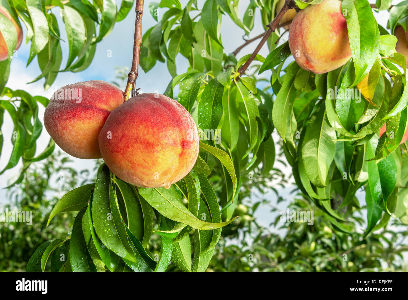 Peach Tree High Resolution Stock Photography and Images Alamy
