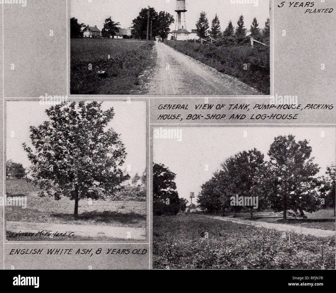 Alabama Nursery Company Incorporated Nurseries Horticulture Alabama Huntsville Catalogs Fruit Trees Seedlings Catalogs Fruit Seedlings Catalogs Plants Ornamental Catalogs Standard Pear Trees 2 Yeafts Old Mulbeffpy 3 L Vef Maples O Yeaips