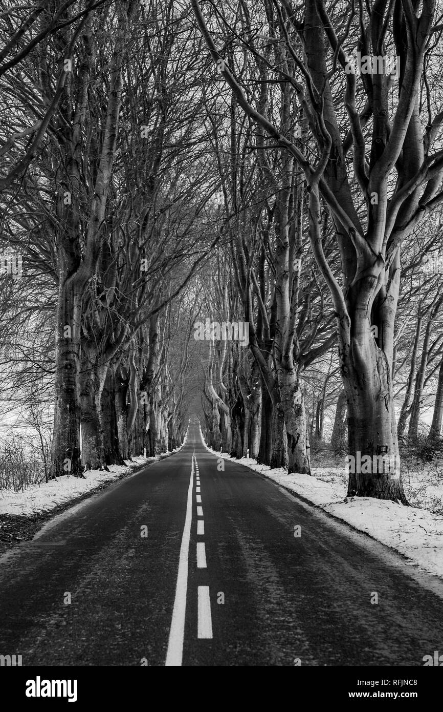 A narrow asphalt road leading between tall trees. Flattened perspective of a long road for cars. Season winter. Stock Photo