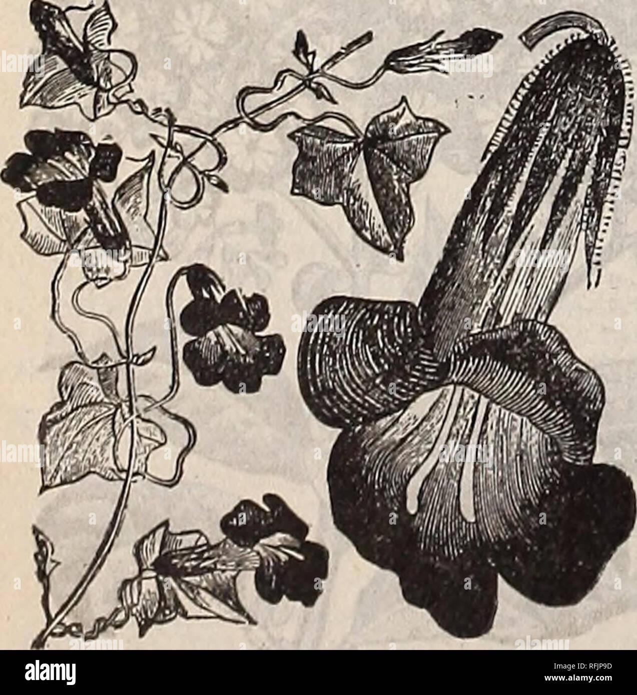 . Spring catalogue : 1899. Nurseries (Horticulture) Missouri Saint Louis Catalogs; Bulbs (Plants) Catalogs; Flowers Catalogs; Vegetables Seeds Catalogs; Plants, Ornamental Catalogs; Fruit Catalogs. Maragold. MOONFLOWER (Ipomea Grandiflora.) These have become celebrated as the fastest growing of all the summer climbers, They grow with marvelous rapidity, reach- ing a height of 40 or 50 feet in a lew weeks, and are covered with large, pure white, fragrant flow- ers In the evening and on cloudy â¢days. For covering trellises, ar- bors, fences, verandas and trees, they are without a rival. Pkt. 10 Stock Photo