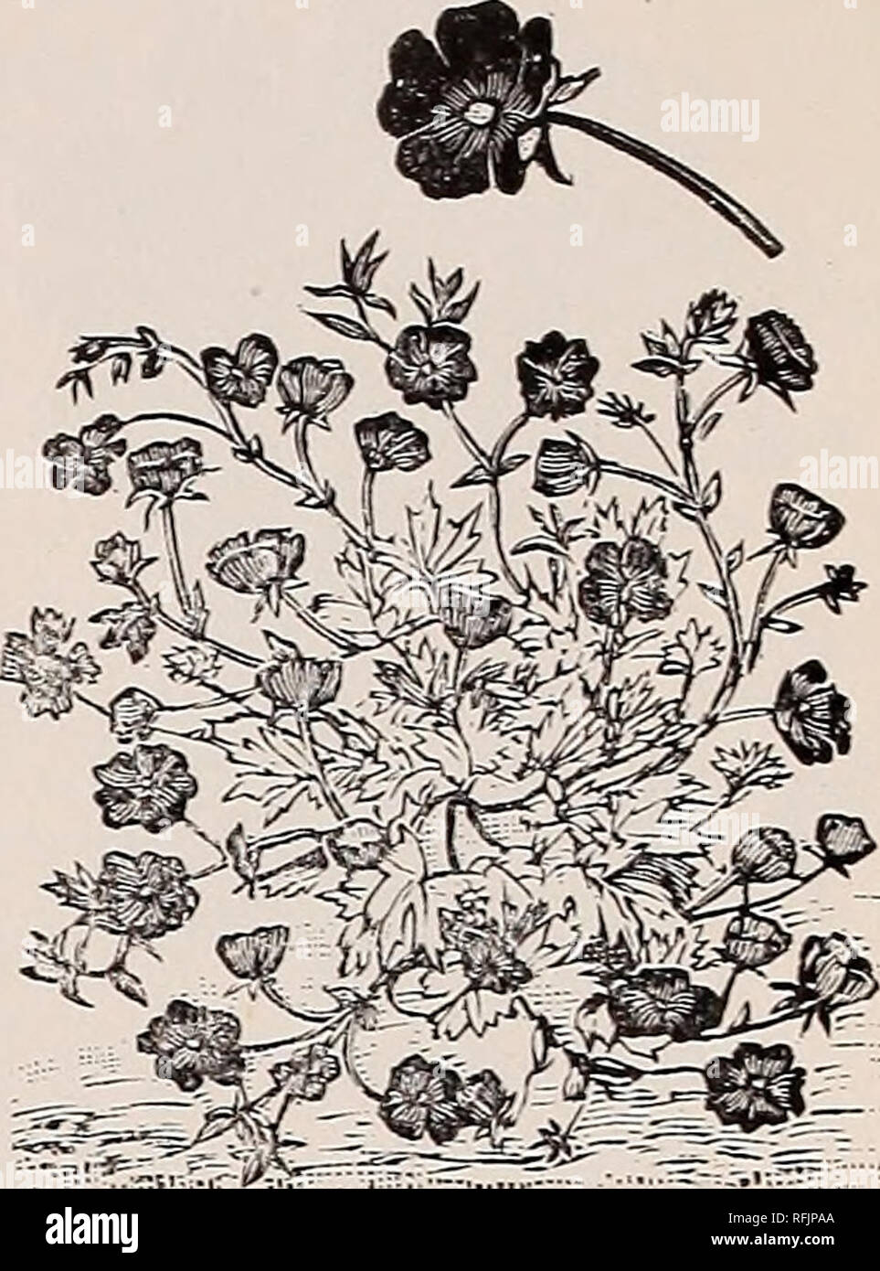 . 1900 catalogue of plants and seeds of rare flowers : comprising hardy cacti, select hardy perennials, Colorado shrubs, bulbs, alpines, etc.. Nursery stock Colorado Boulder Catalogs; Flowers Seeds Catalogs; Cactus Catalogs; Wild flowers Catalogs; Shrubs Catalogs; Conifers Catalogs. Campanula Carpathica. C. glomerata. 2 feet. Violet flowers in large heads. 10 cts., $1.00 per dozen. Seed 5 cents. C. lactiflora. 2 feet. Flowers white or tinged blue. 15 cents&gt; $1.25 per dozen. Seed 10 cents. C. persicifolia. 2&gt;£ feet. Grand, very large flowered, blue, blooms a long time. 20 cents. Seed 5 ce Stock Photo