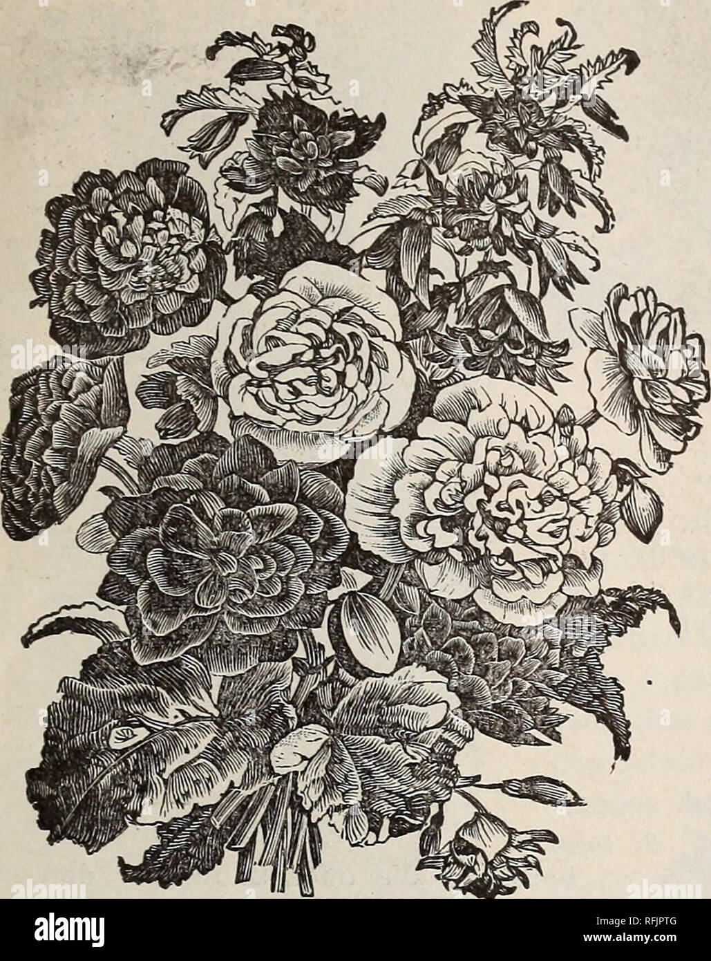 Annual Catalogue Of High Grade Garden Flower Field Seeds
