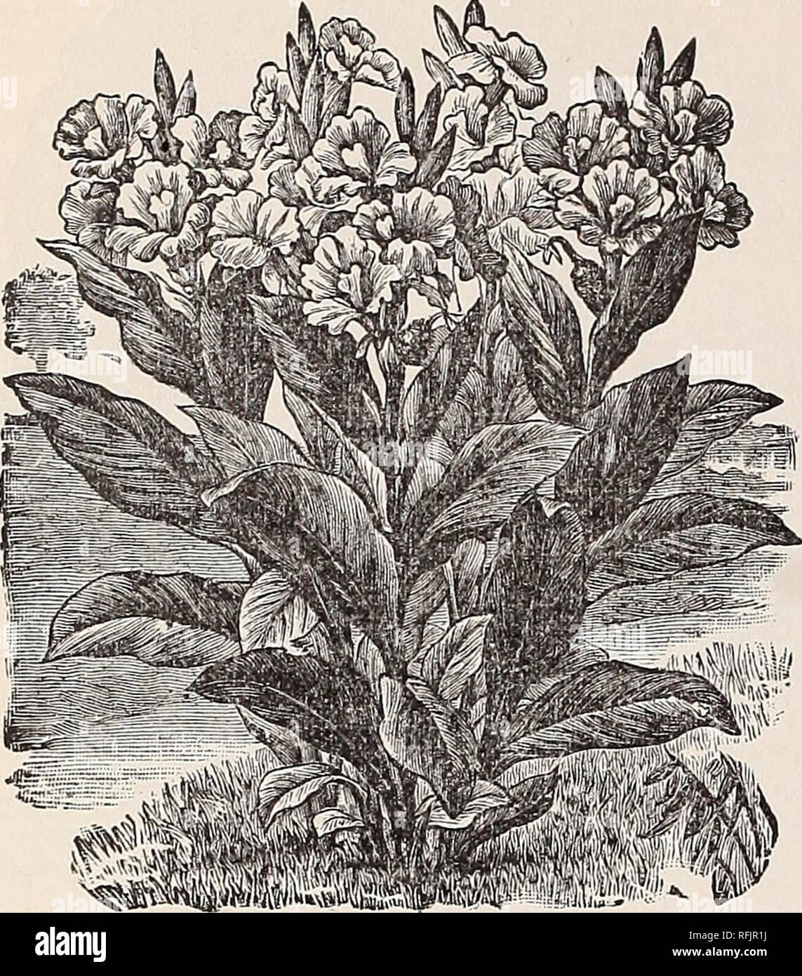. Vegetable, flower &amp; agricultural seeds : spring 1899. Nursery stock New York (State) New York Catalogs; Vegetables Seeds Catalogs; Flowers Seeds Catalogs; Gardening Equipment and supplies Catalogs. 68 WEEBER &amp; DON. SUMMER FLOWERING BULBS.. M ADAM E CEOZT CANNA. DWARF FRENCH CANNAS. Well-known Varieties of Merit. Admiral A vellan. Alphonse BouTleh Chas. Henderson. Childsii. Francoise Crozy. John White. Madame Crozy. Queen Charlotte. SonTenlr d'Antoine Crozy. Star of'91. Price, named sorts, extra large roots. Each, 15 cts.; per doa.. $1.60; per 100, $10.00. ' Ornamental Leaved Cannas.  Stock Photo